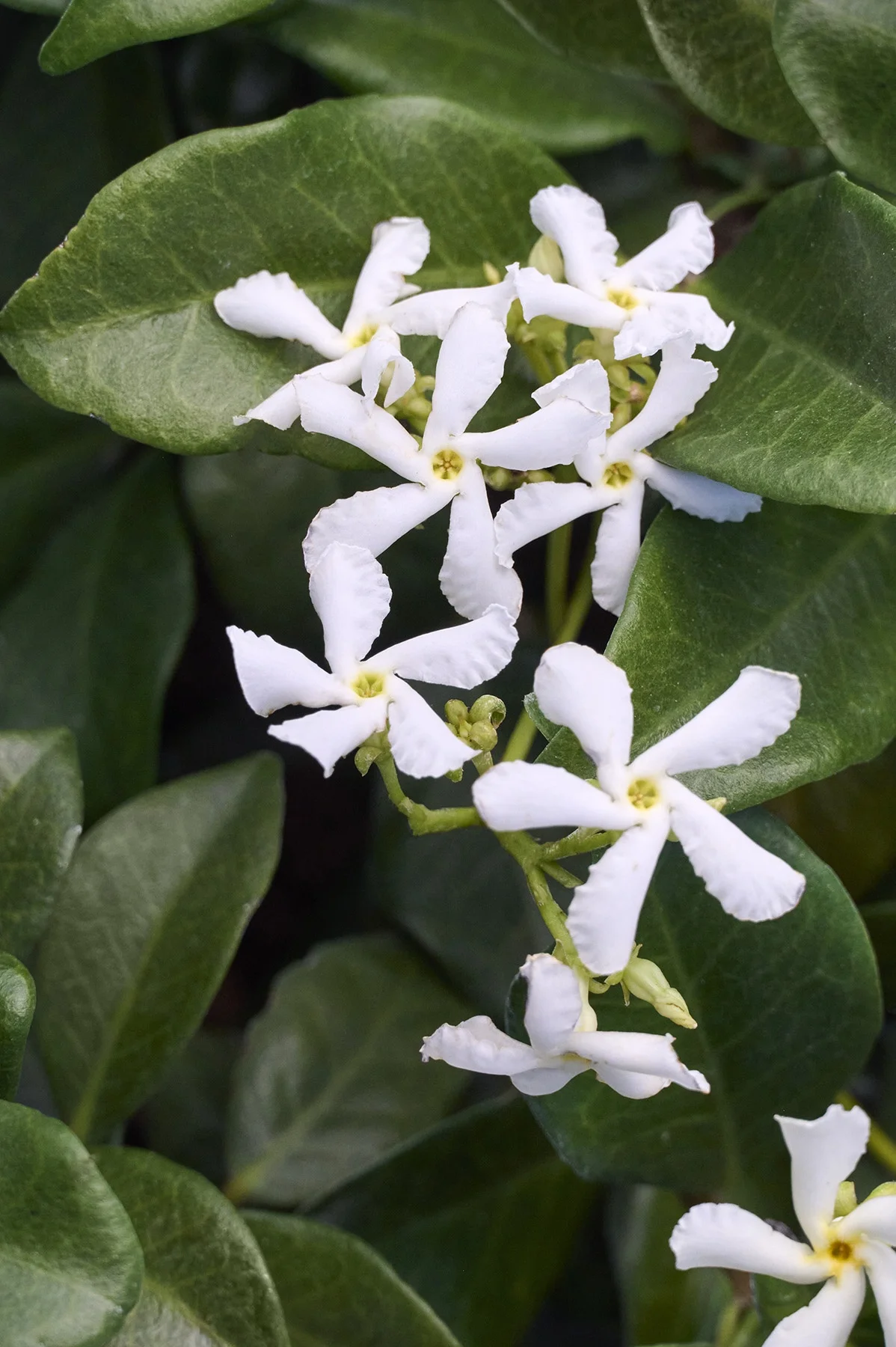 © Monrovia by Brandon Friend-Solis
