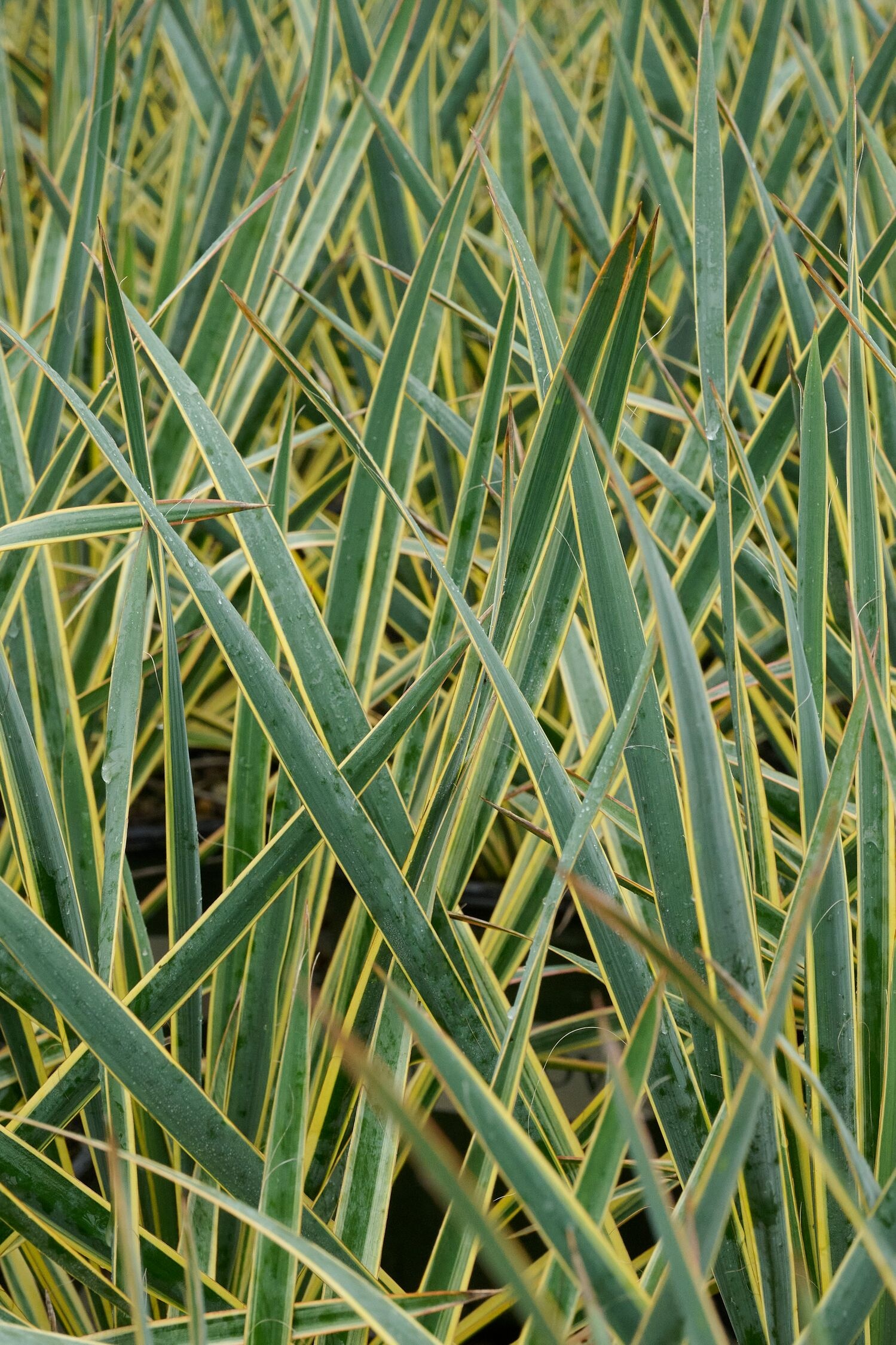 Bright Edge Yucca, Yucca filamentosa 'Bright Edge', Monrovia Plant