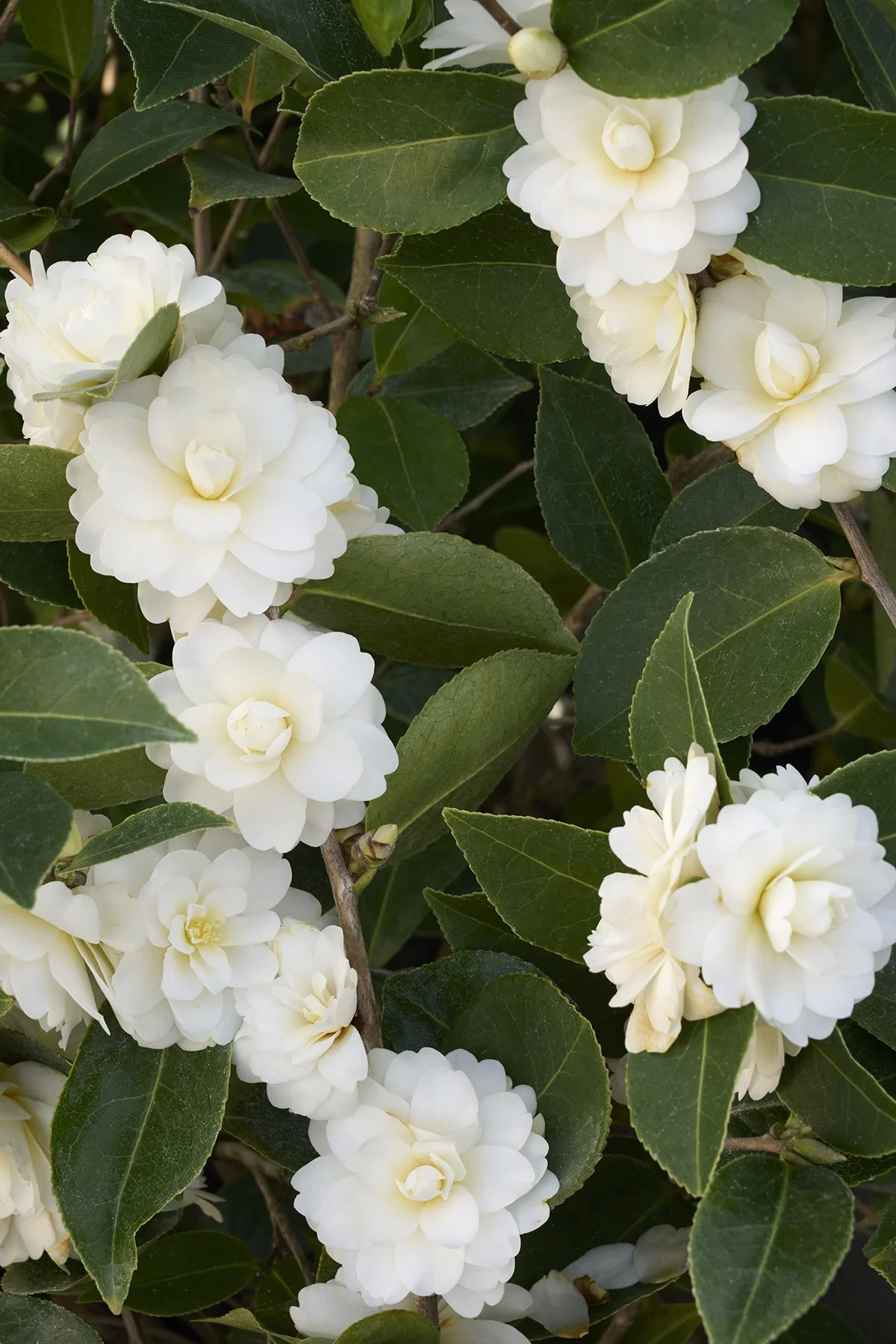 ©Monrovia, by Brandon Friend-Solis