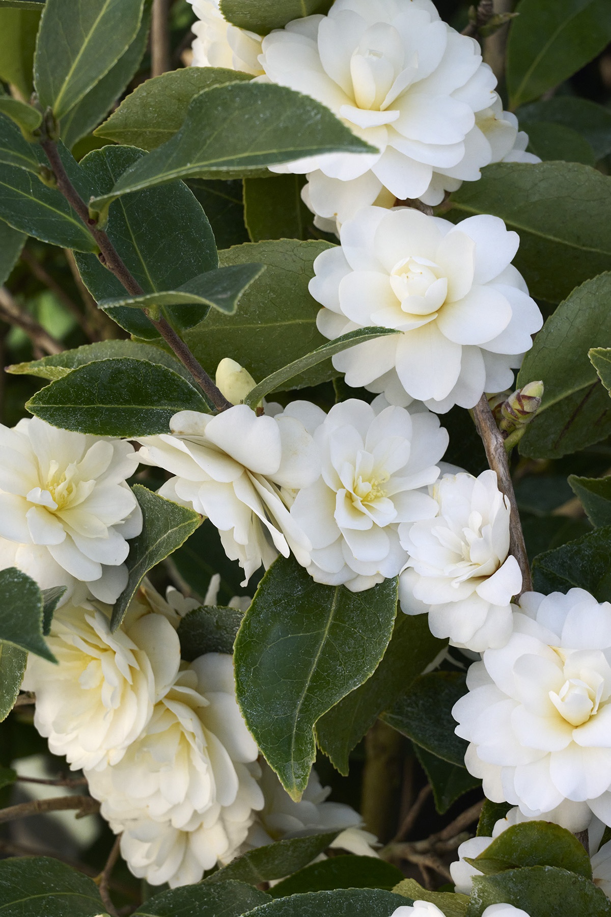 Buttermint Camellia, Camellia x 'Buttermint', Monrovia Plant