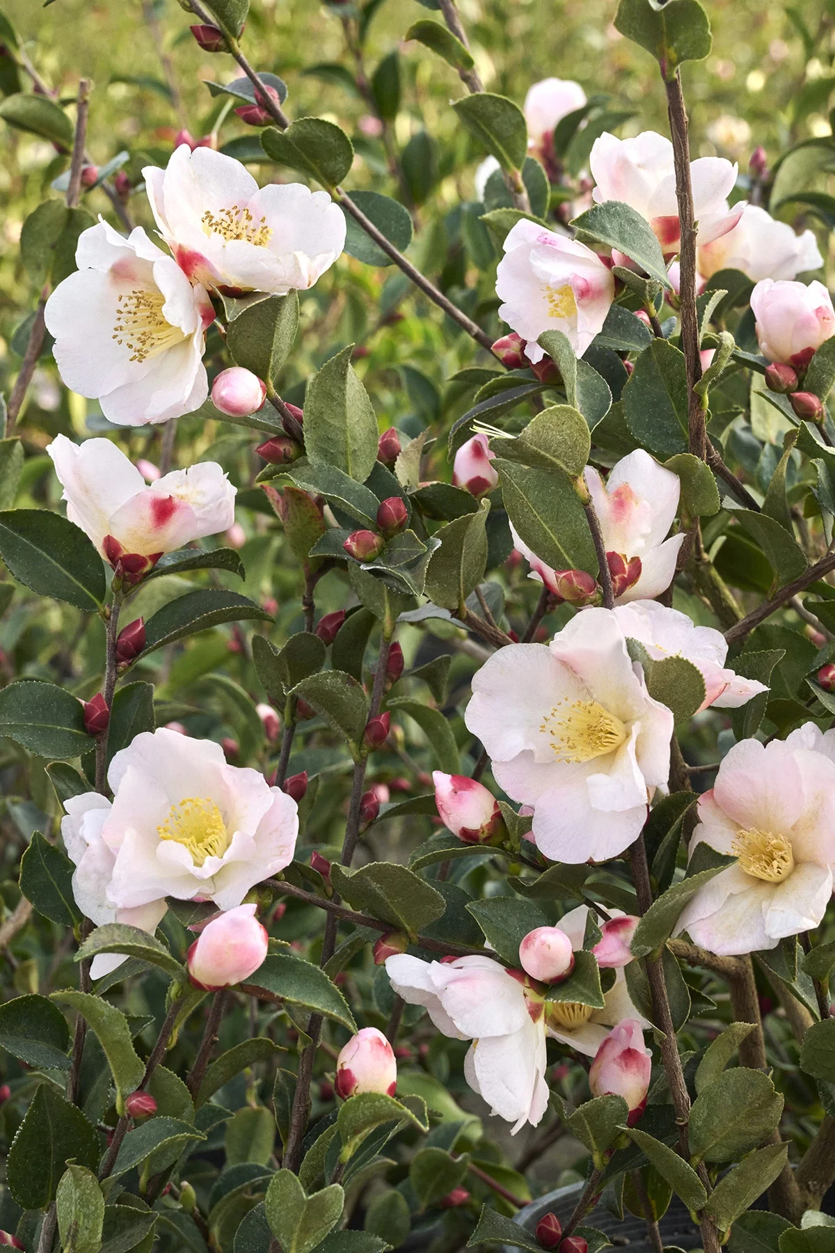 ©Monrovia, by Brandon Friend-Solis