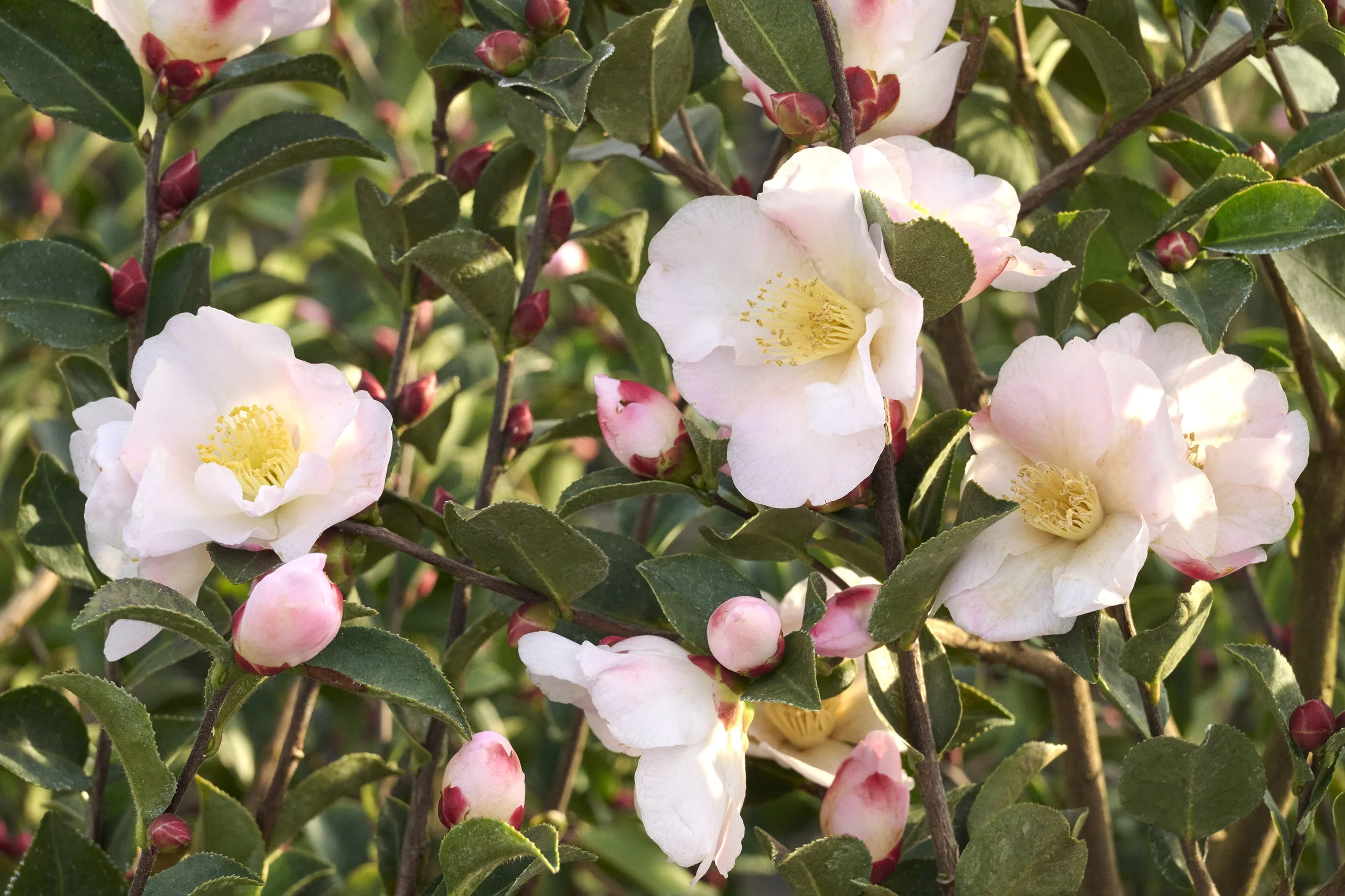 ©Monrovia, by Brandon Friend-Solis