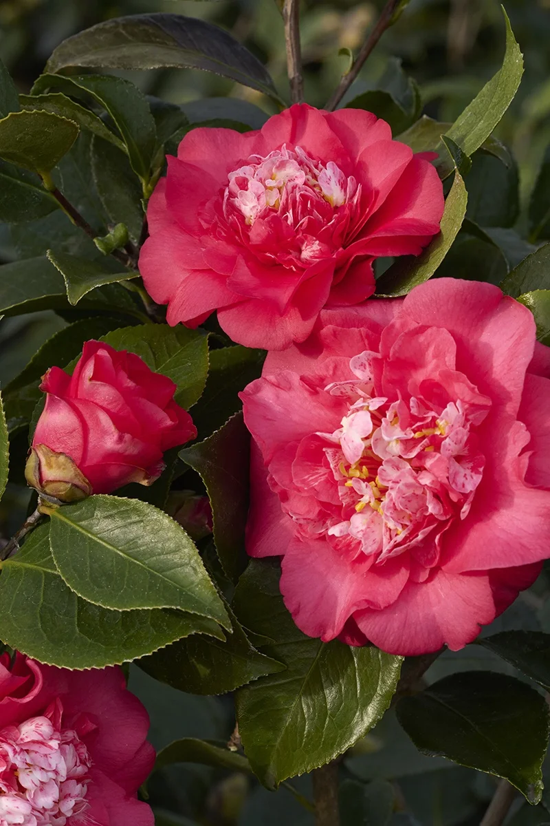 © Monrovia by Brandon Friend-Solis