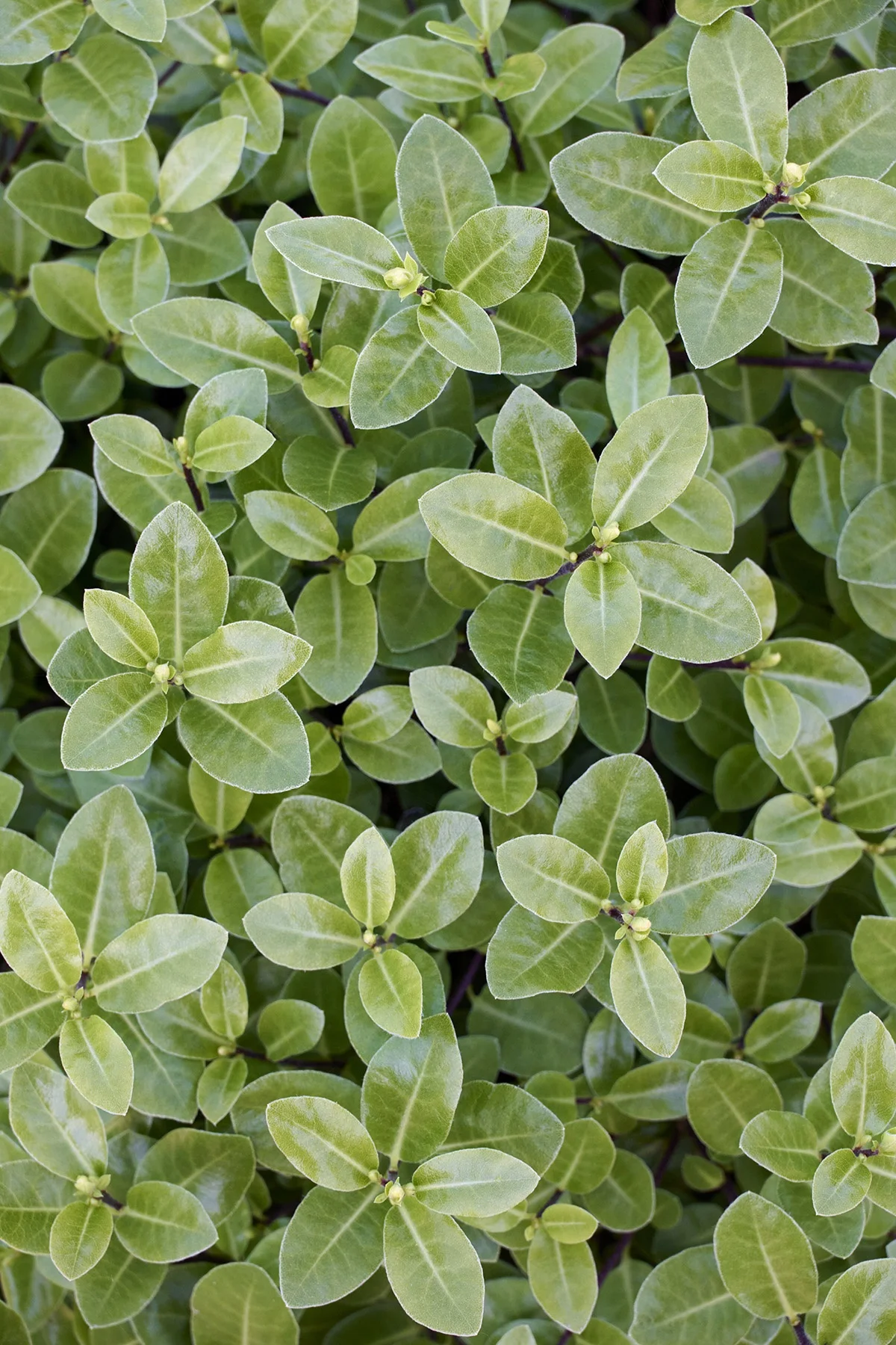 © Monrovia by Brandon Friend-Solis
