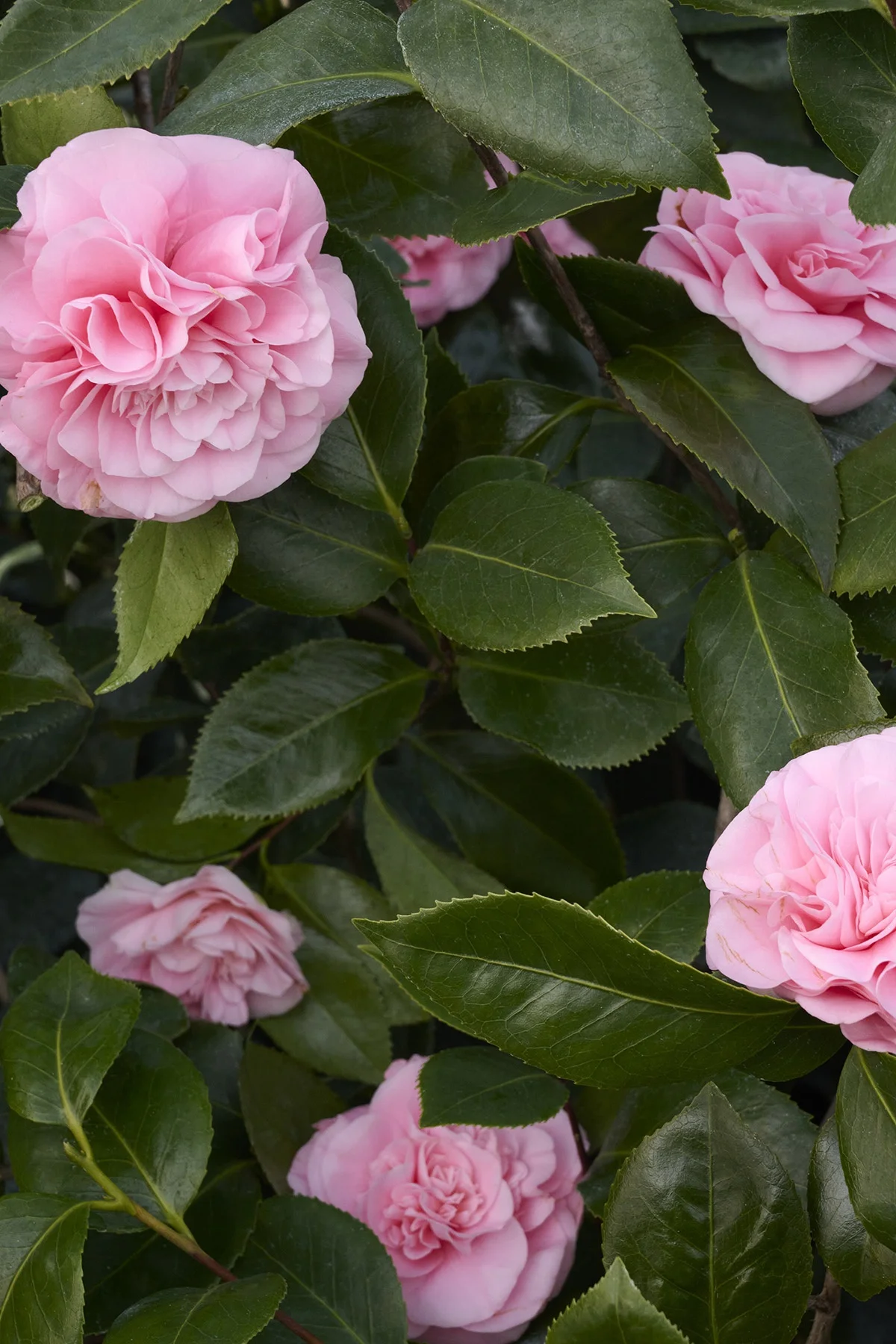 ©Monrovia, by Brandon Friend-Solis