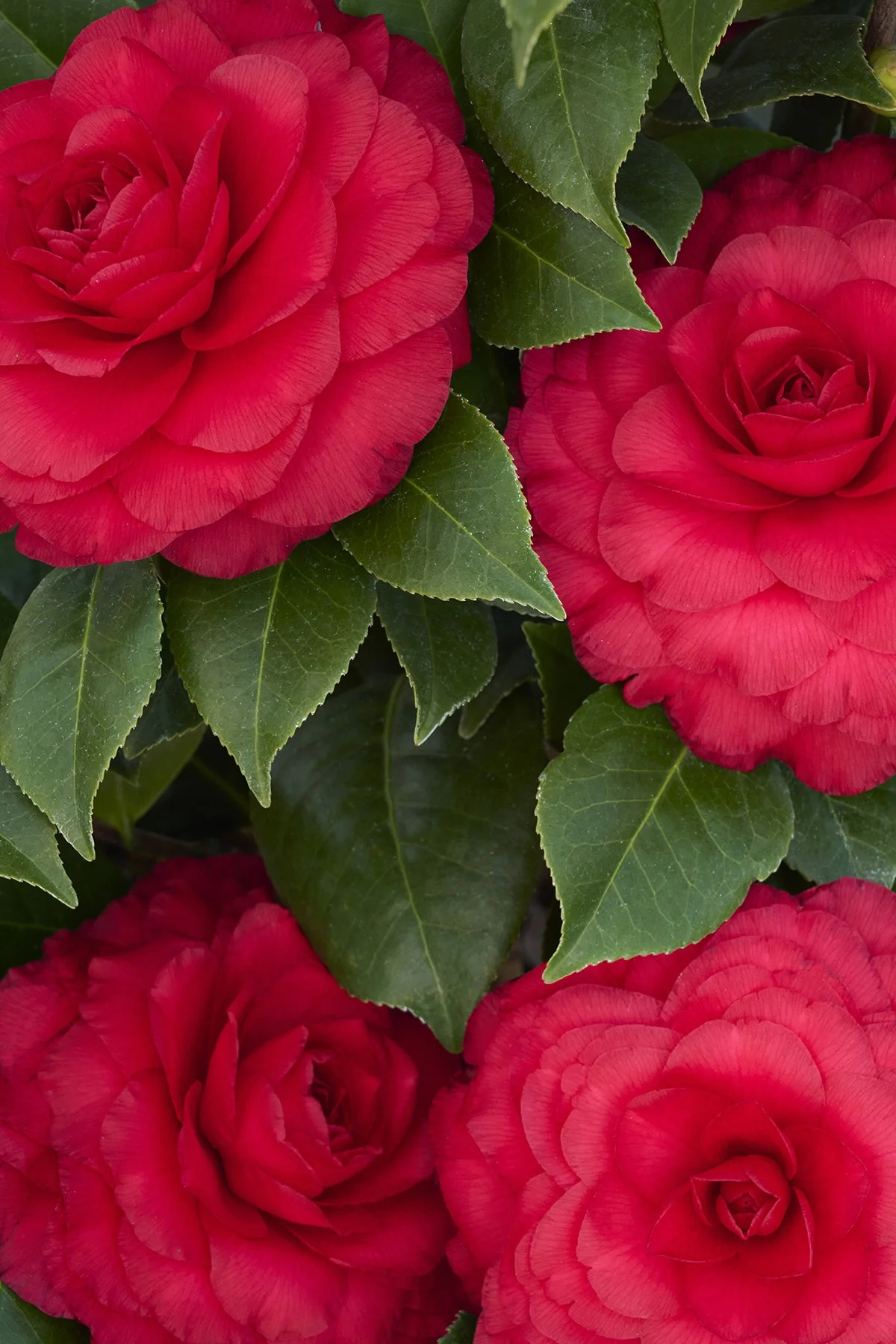 ©Monrovia, by Brandon Friend-Solis