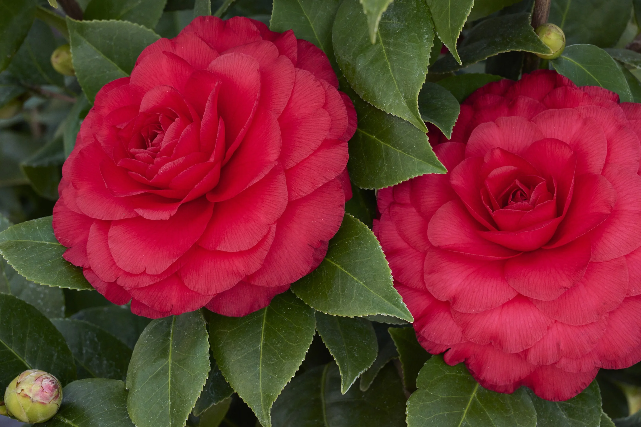 ©Monrovia, by Brandon Friend-Solis