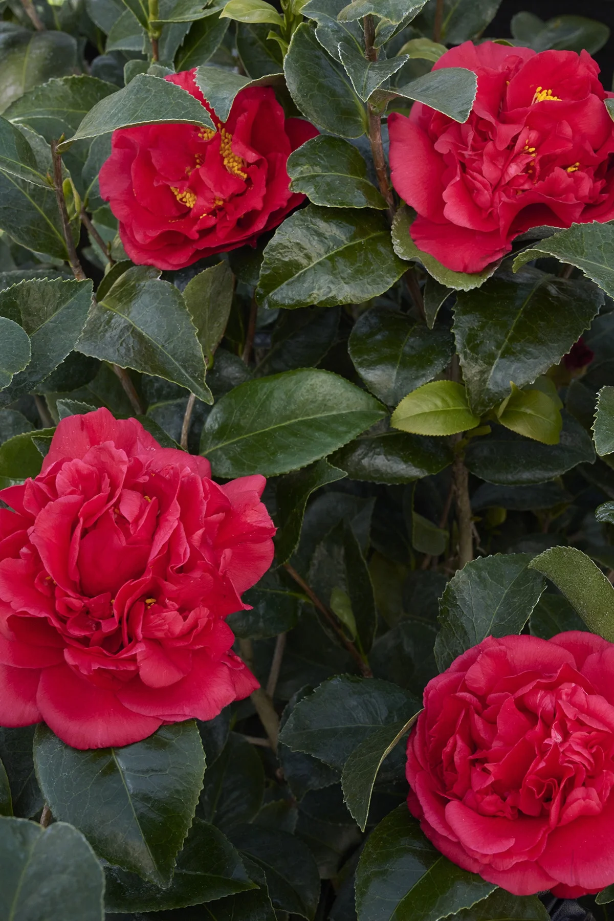 ©Monrovia, by Brandon Friend-Solis