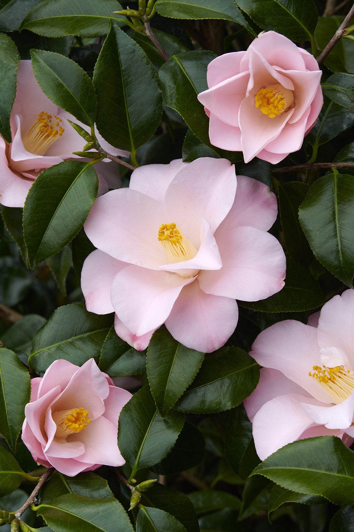 Magnoliaeflora Camellia, Camellia japonica 'Magnoliaeflora', Monrovia Plant