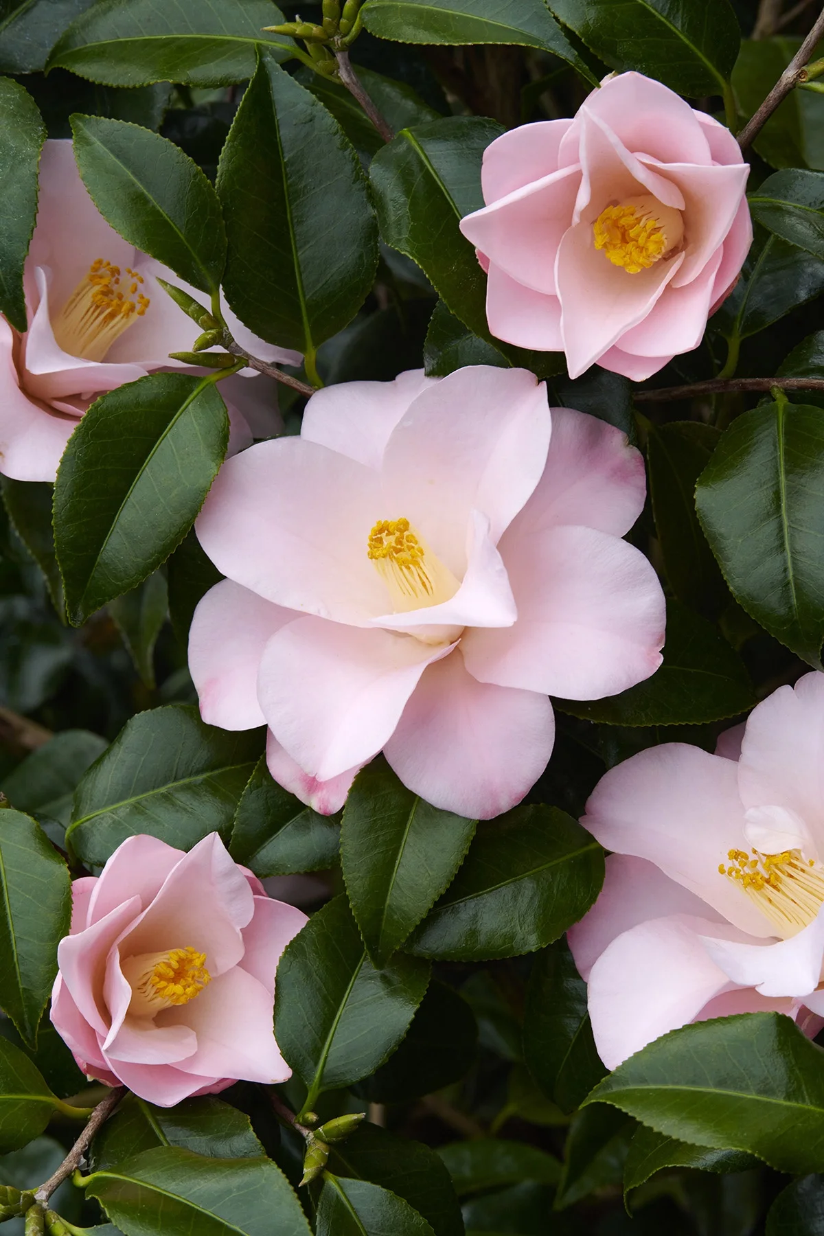 © Monrovia by Brandon Friend-Solis
