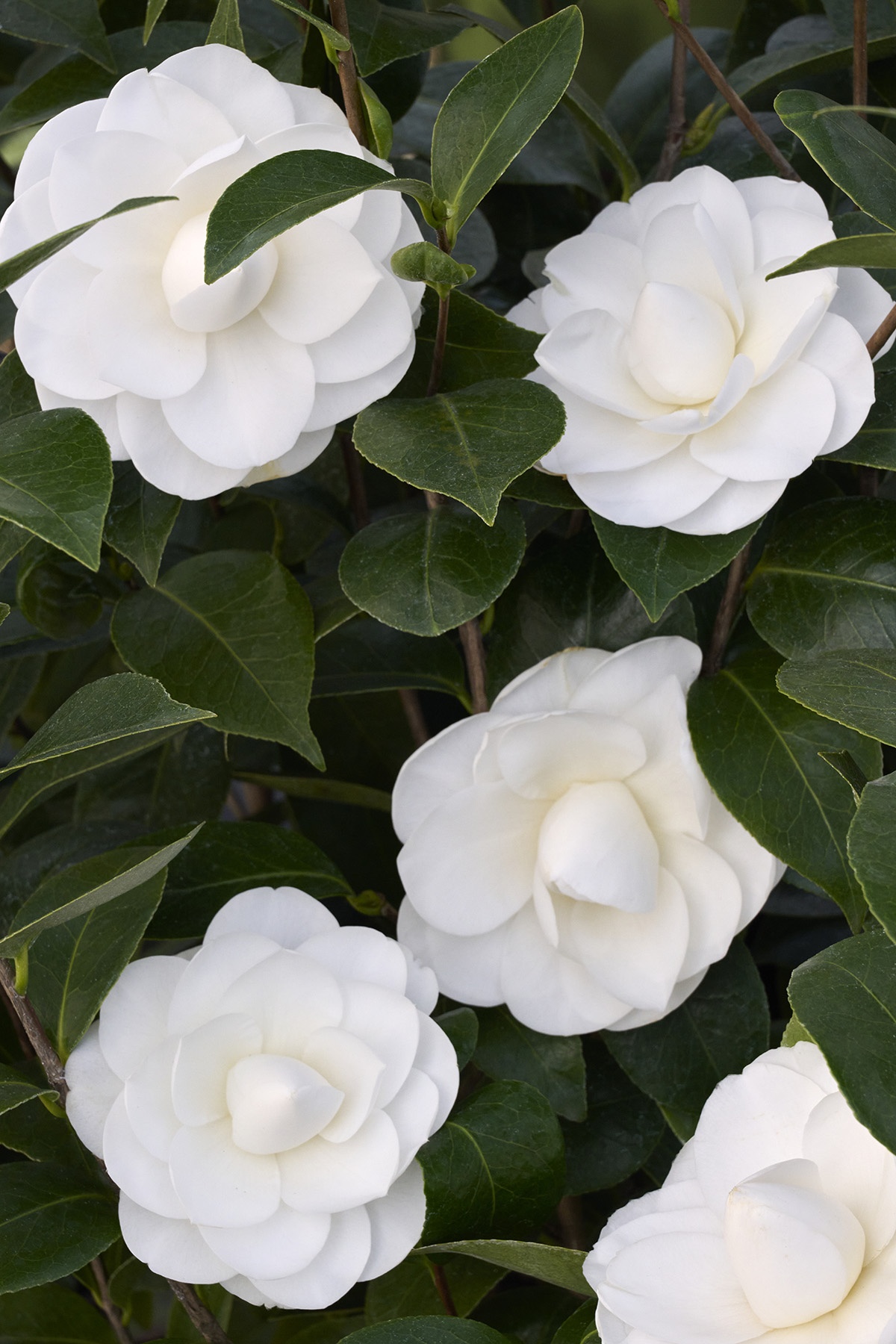 Nuccio's Gem Camellia, Camellia japonica 'Nuccio's Gem', Monrovia Plant