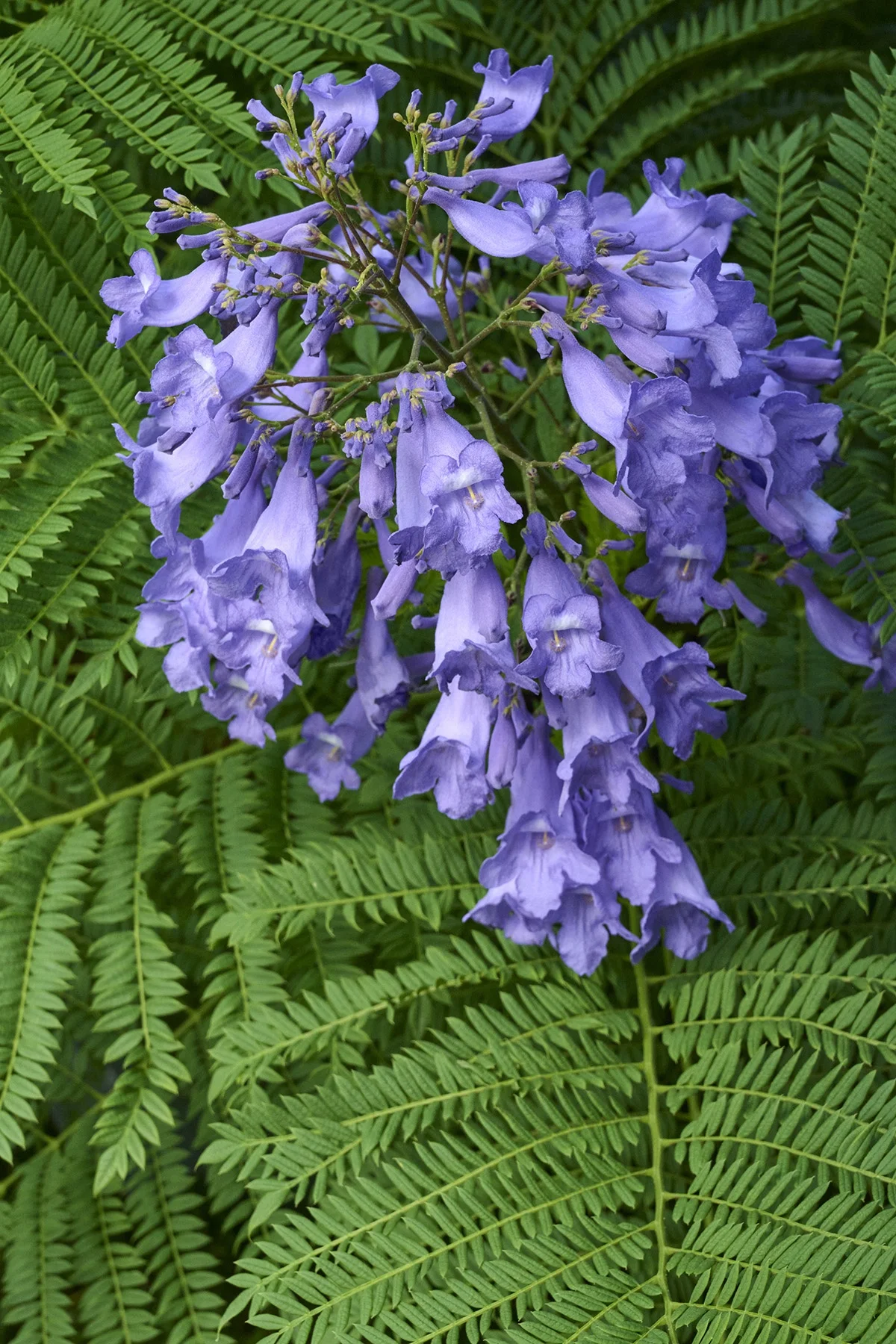 © Monrovia by Brandon Friend-Solis