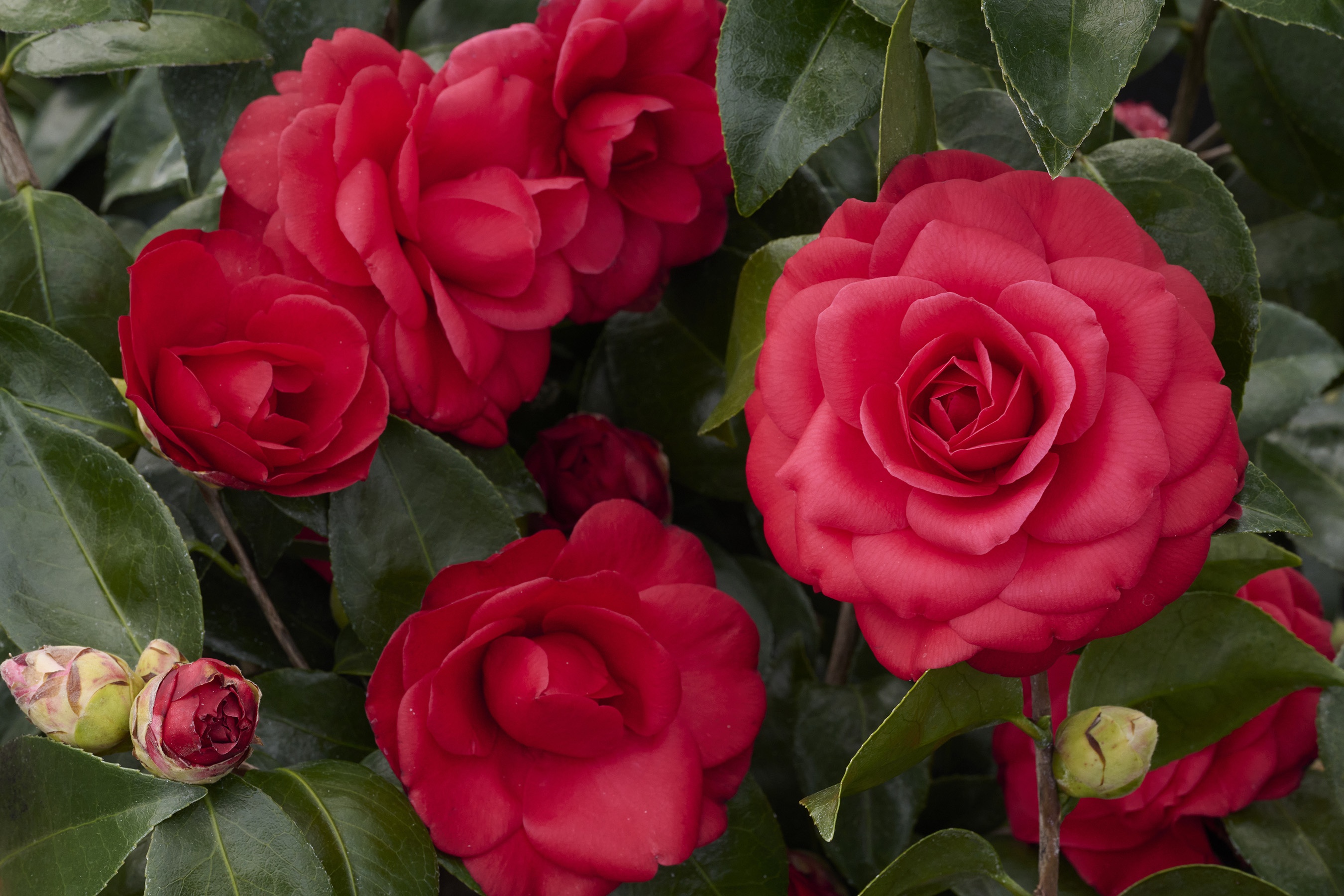 Tom Knudsen Camellia, Camellia japonica 'Tom Knudsen', Monrovia Plant