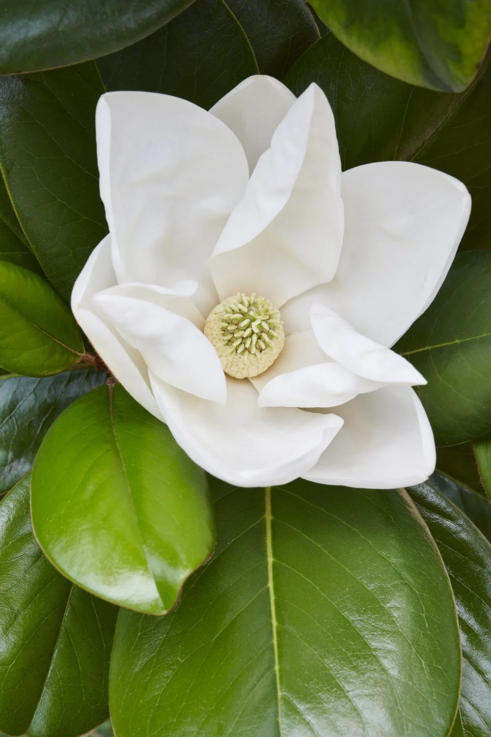 ©Monrovia, by Brandon Friend-Solis