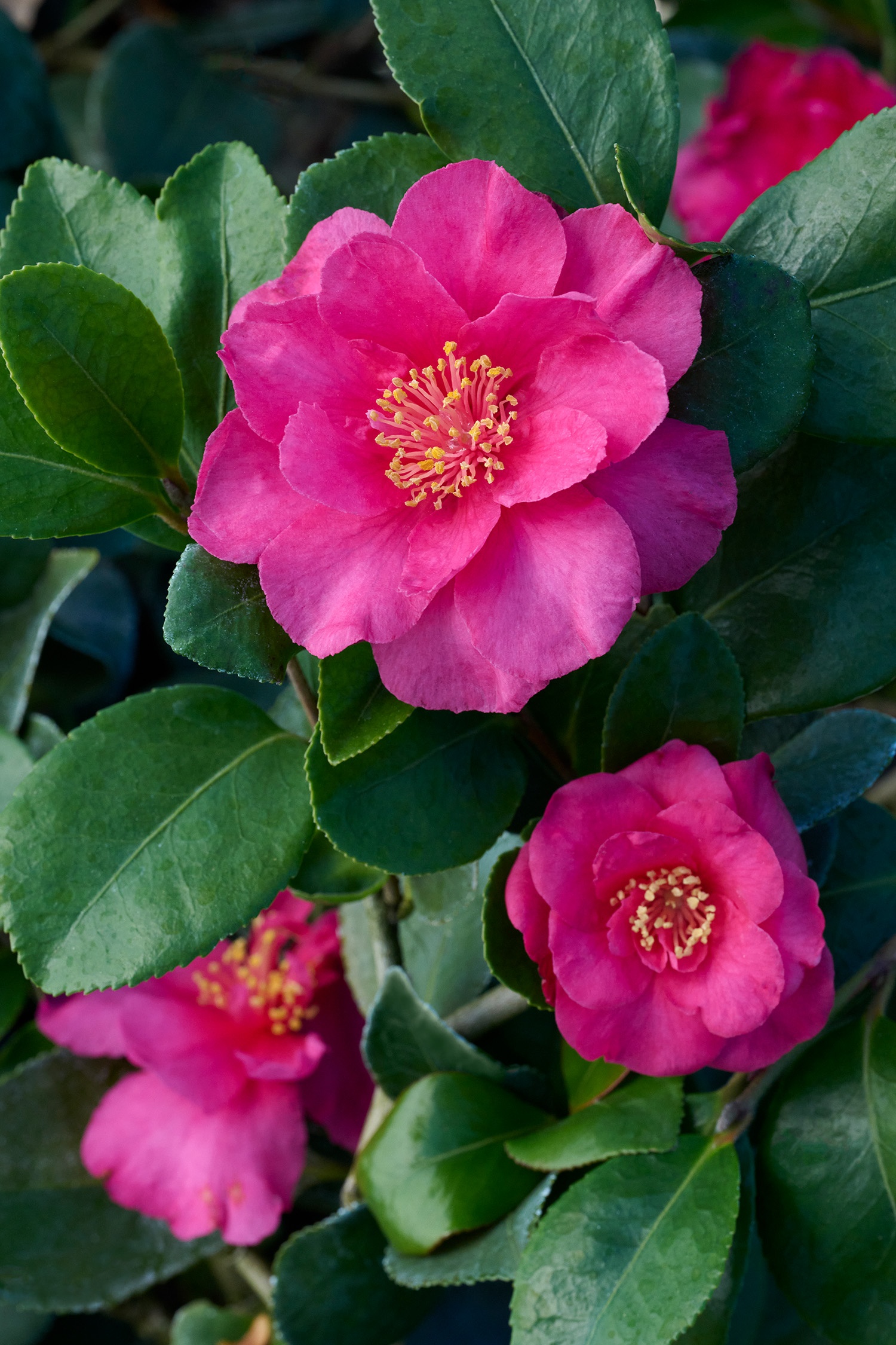 Bonanza Camellia, Camellia sasanqua 'Bonanza', Monrovia Plant