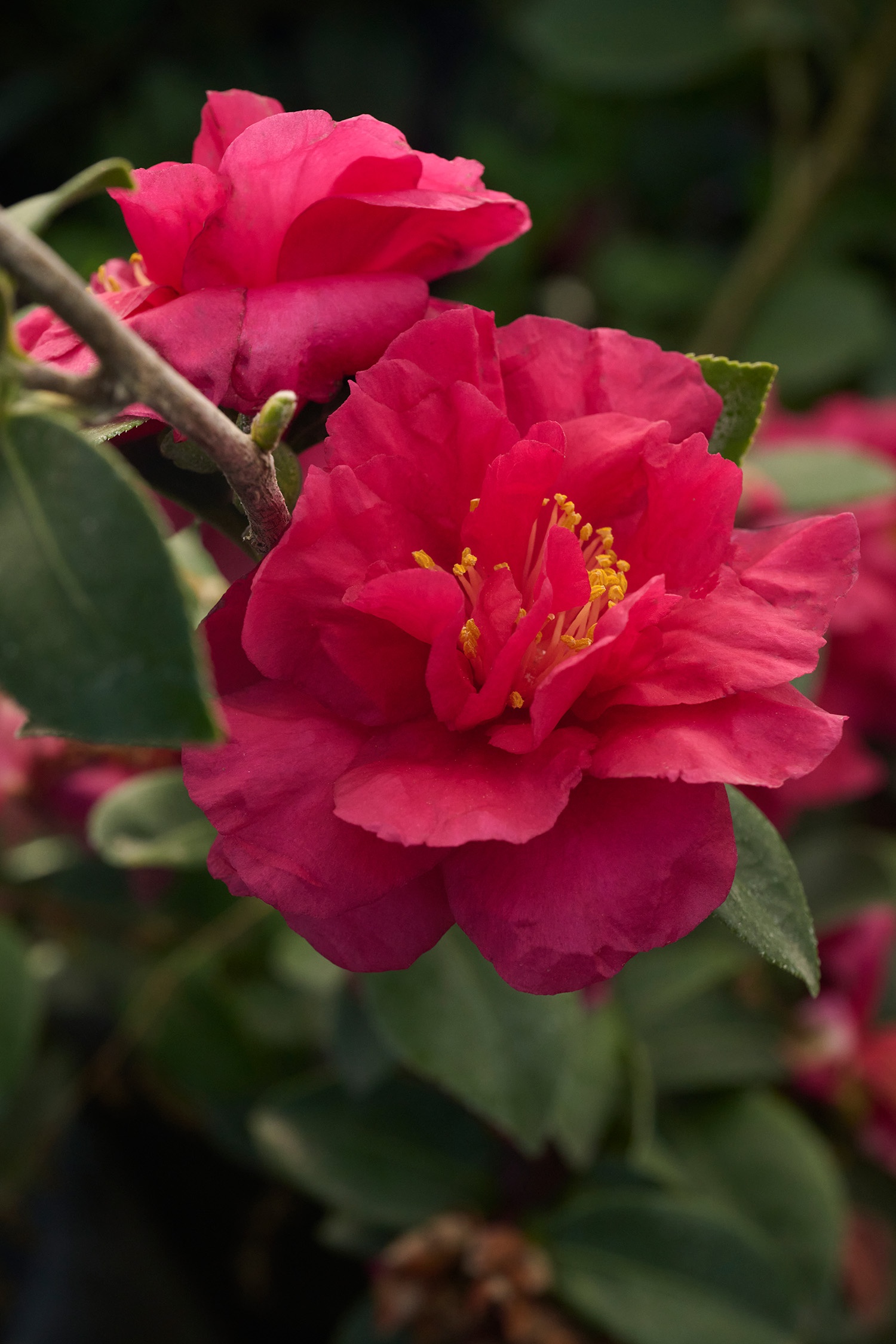 Bonanza Camellia, Camellia sasanqua 'Bonanza', Monrovia Plant