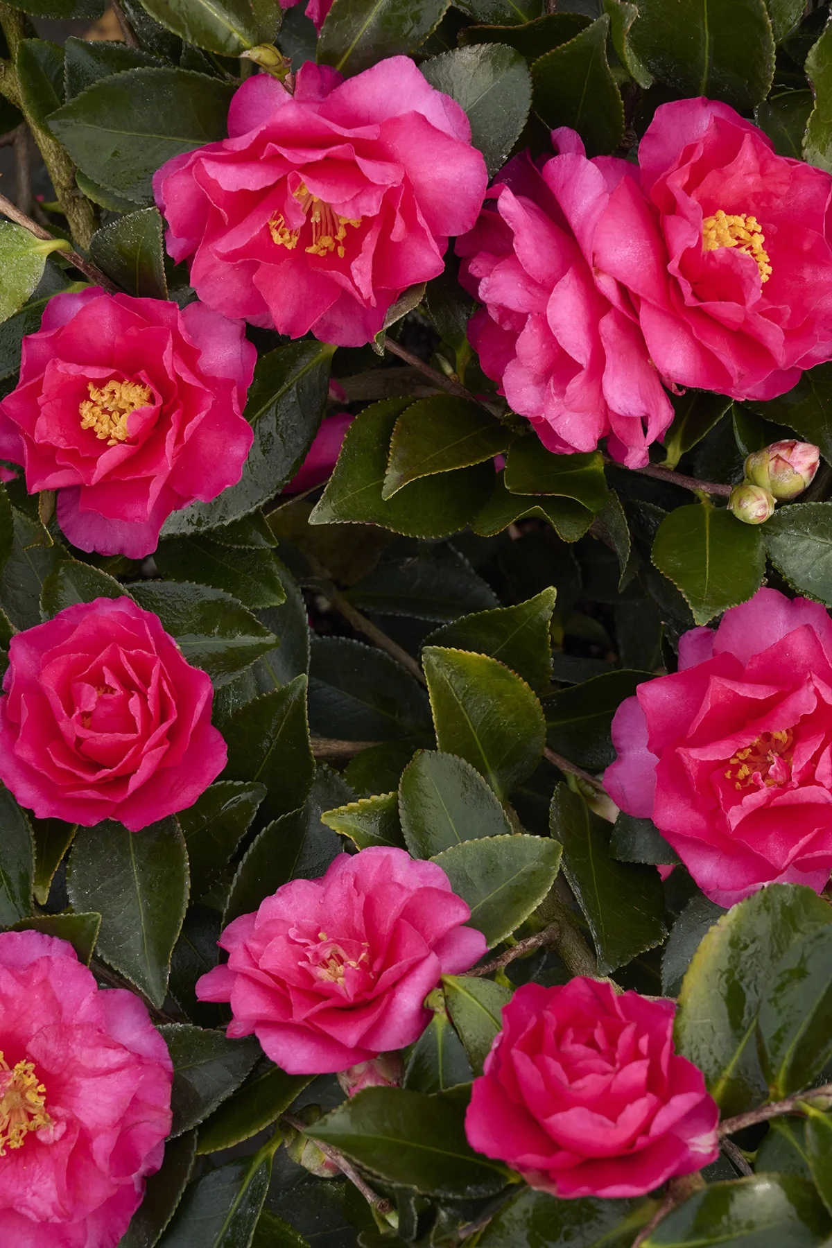 ©Monrovia, by Brandon Friend-Solis