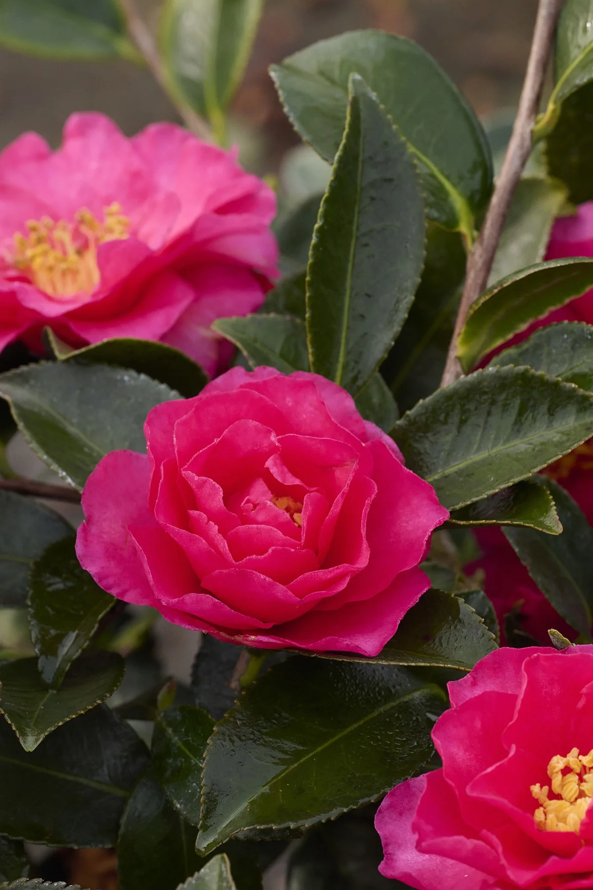 ©Monrovia, by Brandon Friend-Solis