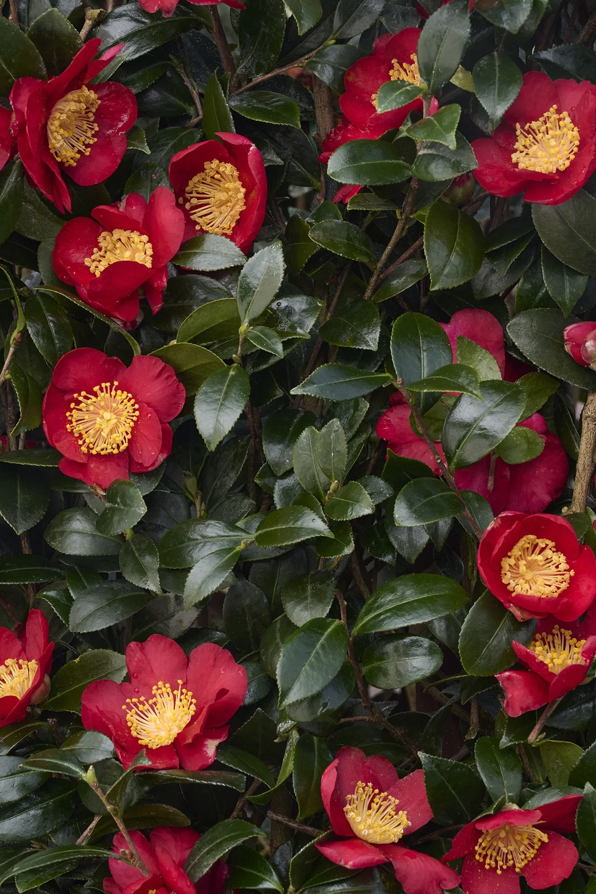 © Monrovia by Brandon Friend-Solis