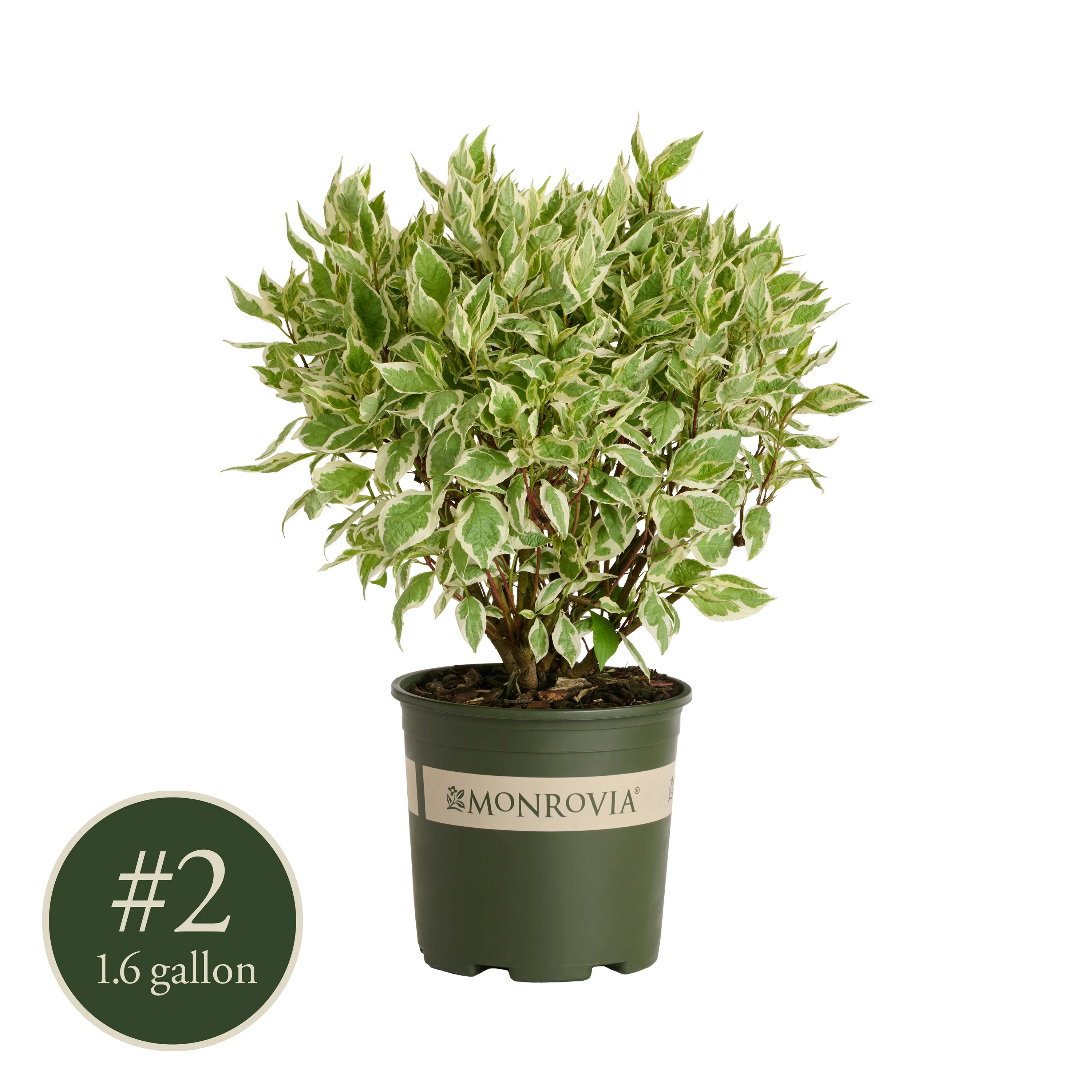 Ivory Halo® Dogwood, Cornus alba 'Bailhalo', Monrovia Plant