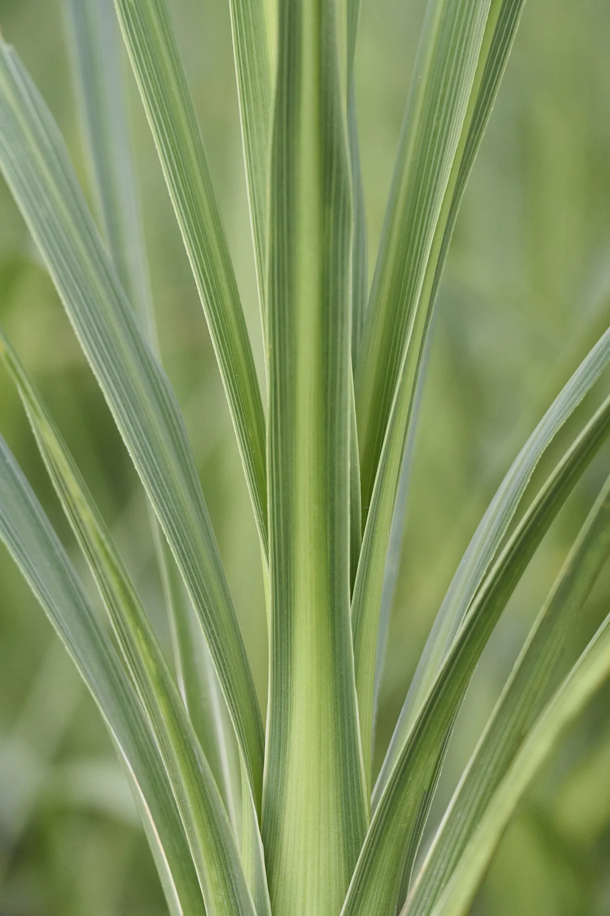 © Monrovia by Brandon Friend-Solis
