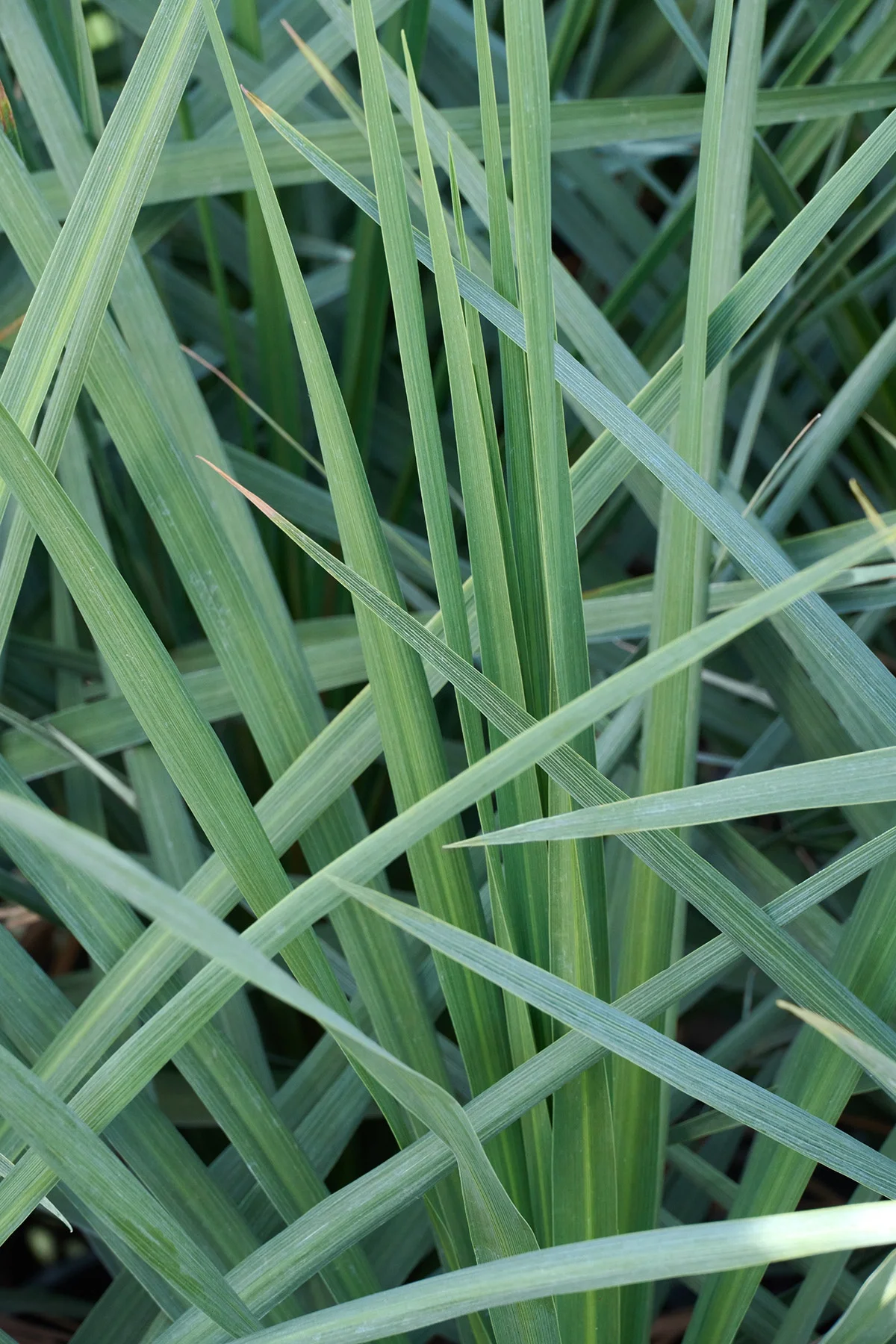 © Monrovia by Brandon Friend-Solis
