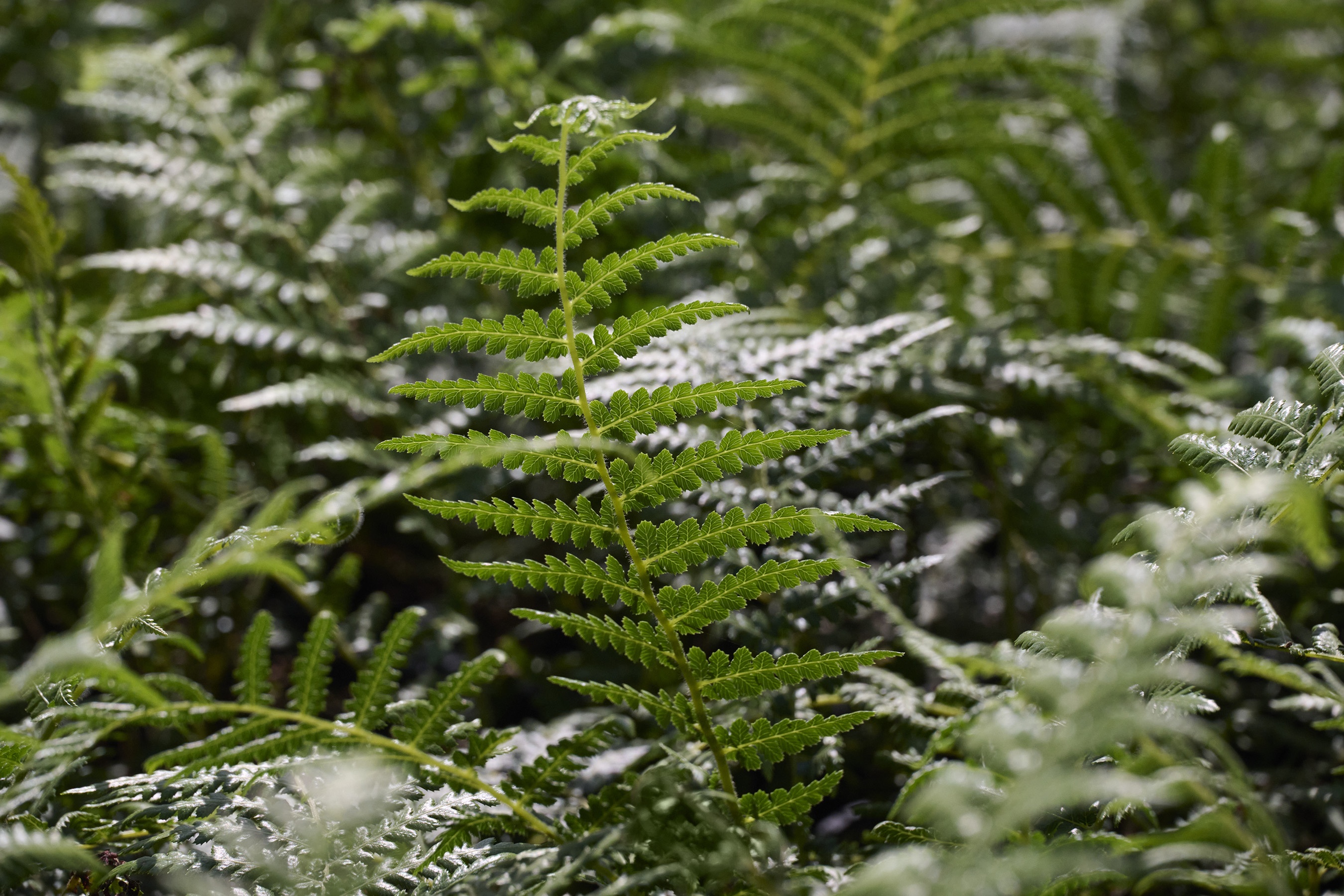 Tasmanian Tree Fern, Dicksonia antarctica, Monrovia Plant
