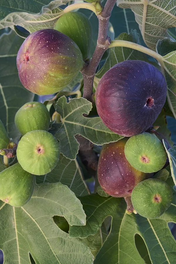 ©Monrovia, by Brandon Friend-Solis