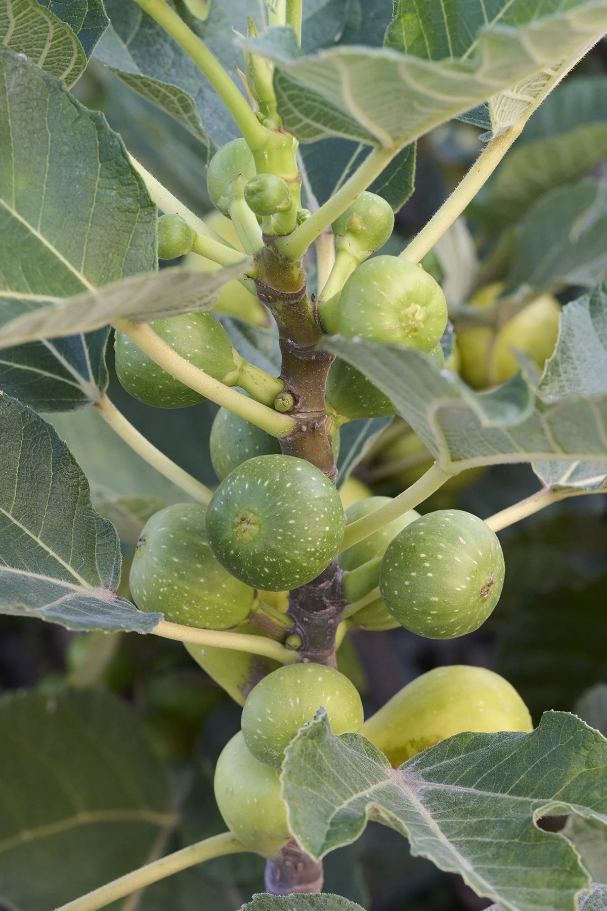 © Monrovia by Brandon Friend-Solis 