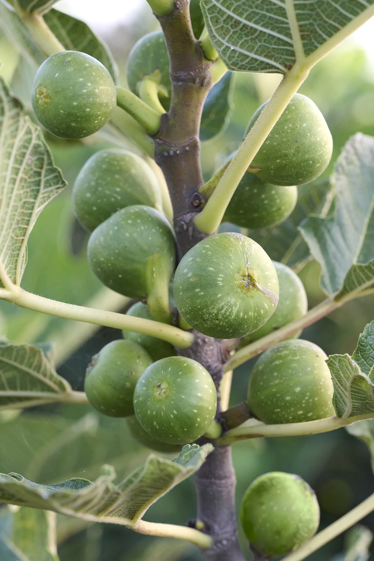 © Monrovia by Brandon Friend-Solis 