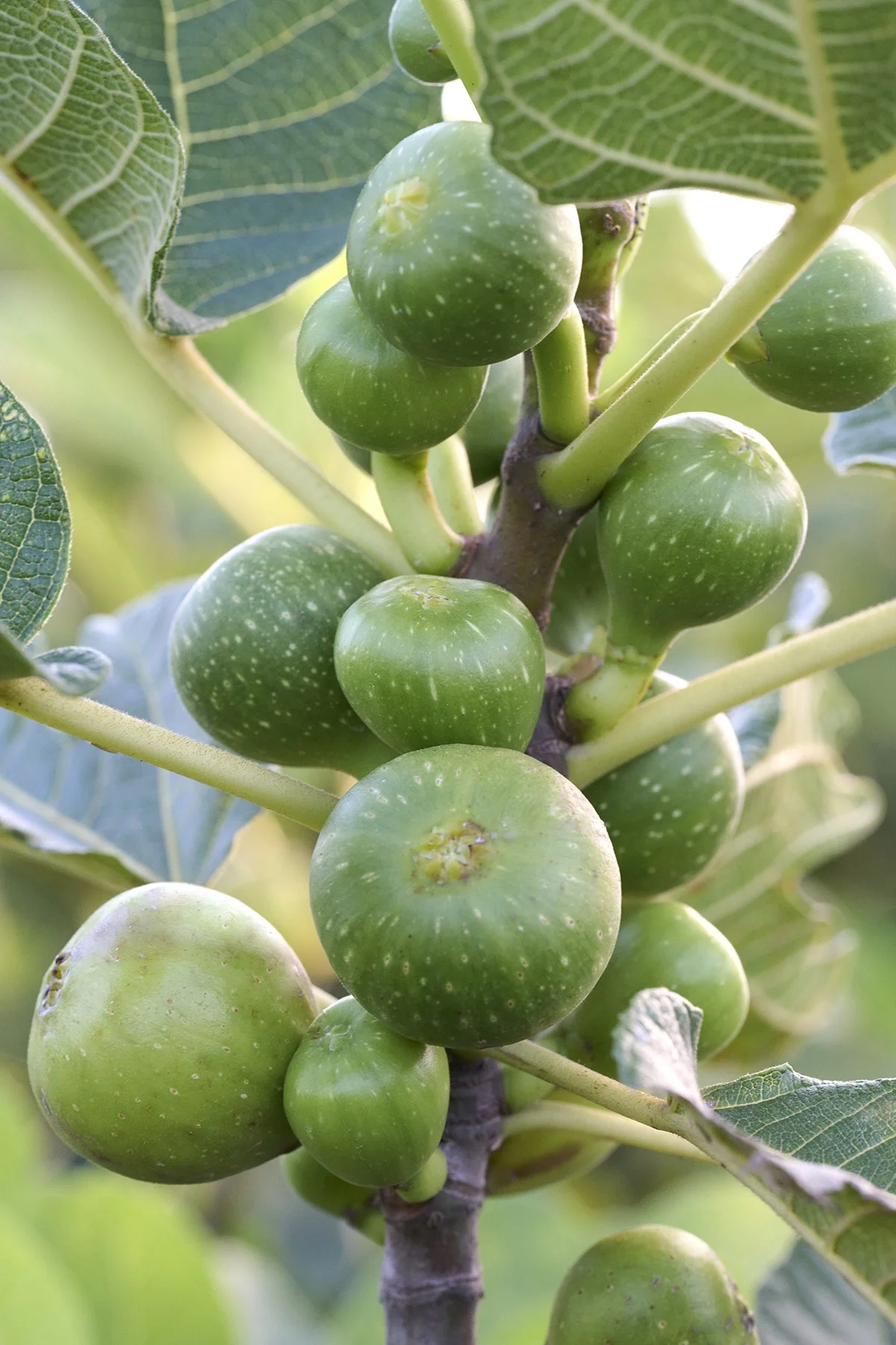 © Monrovia by Brandon Friend-Solis 