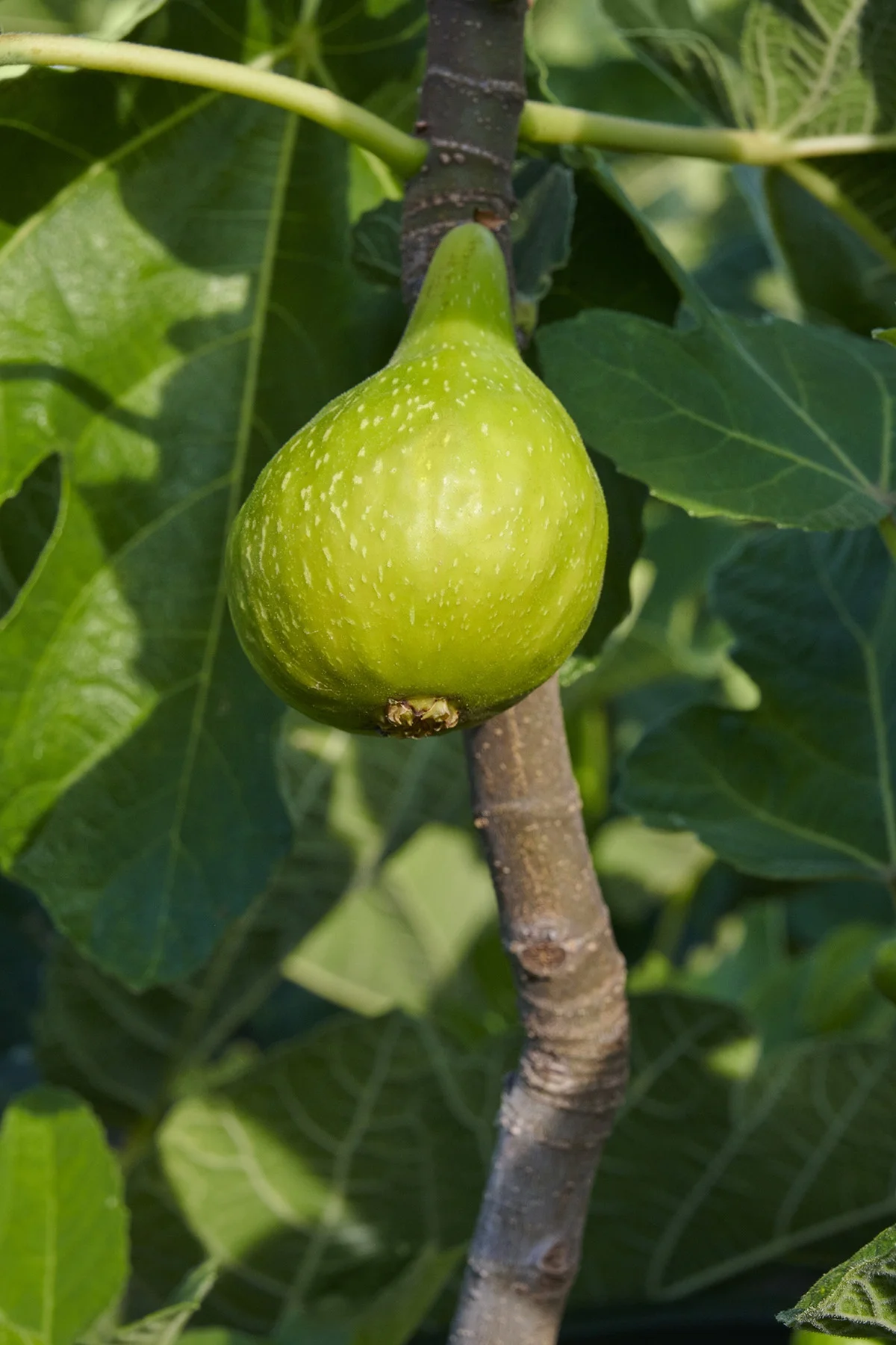 © Monrovia by Brandon Friend-Solis
