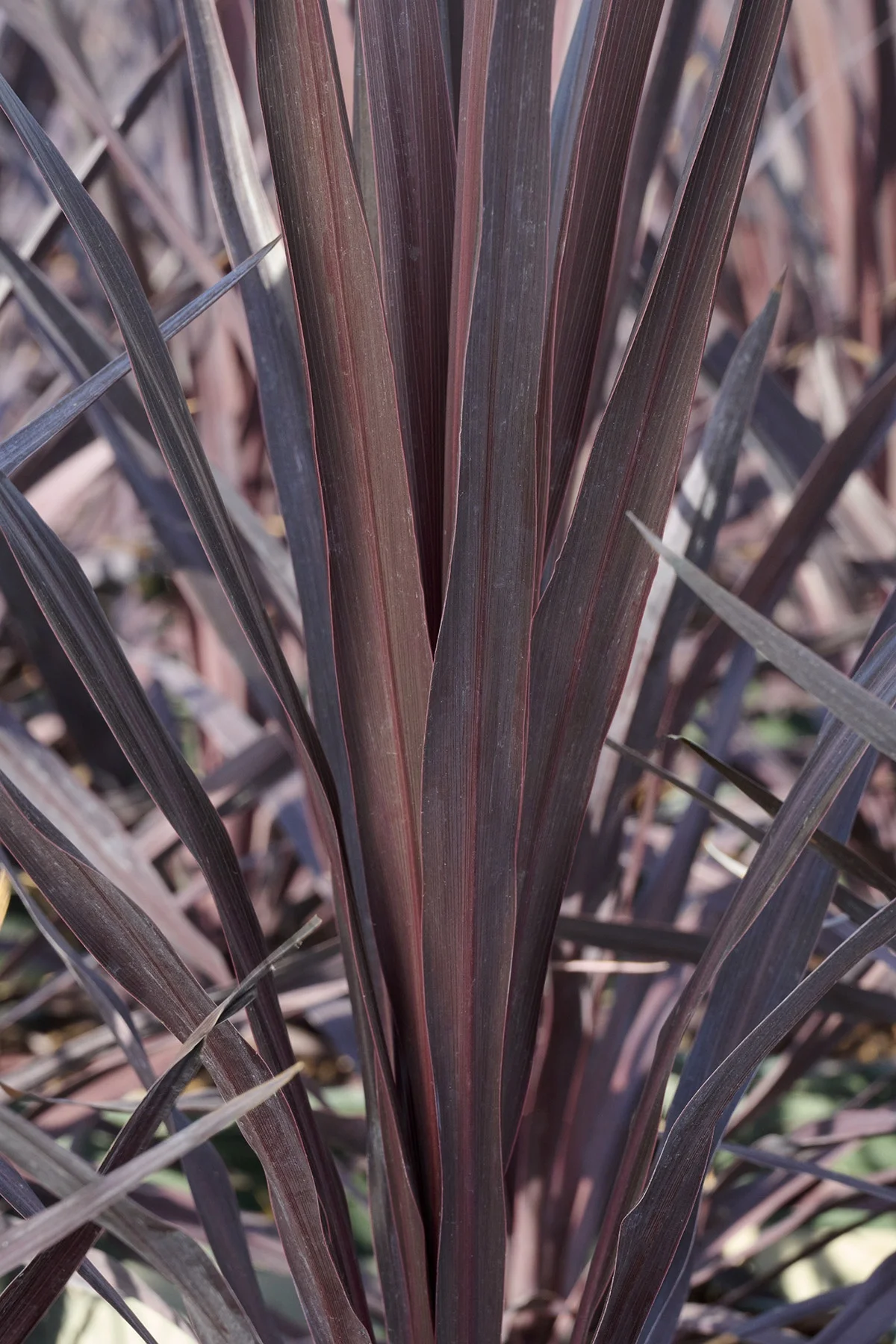 © Monrovia by Brandon Friend-Solis
