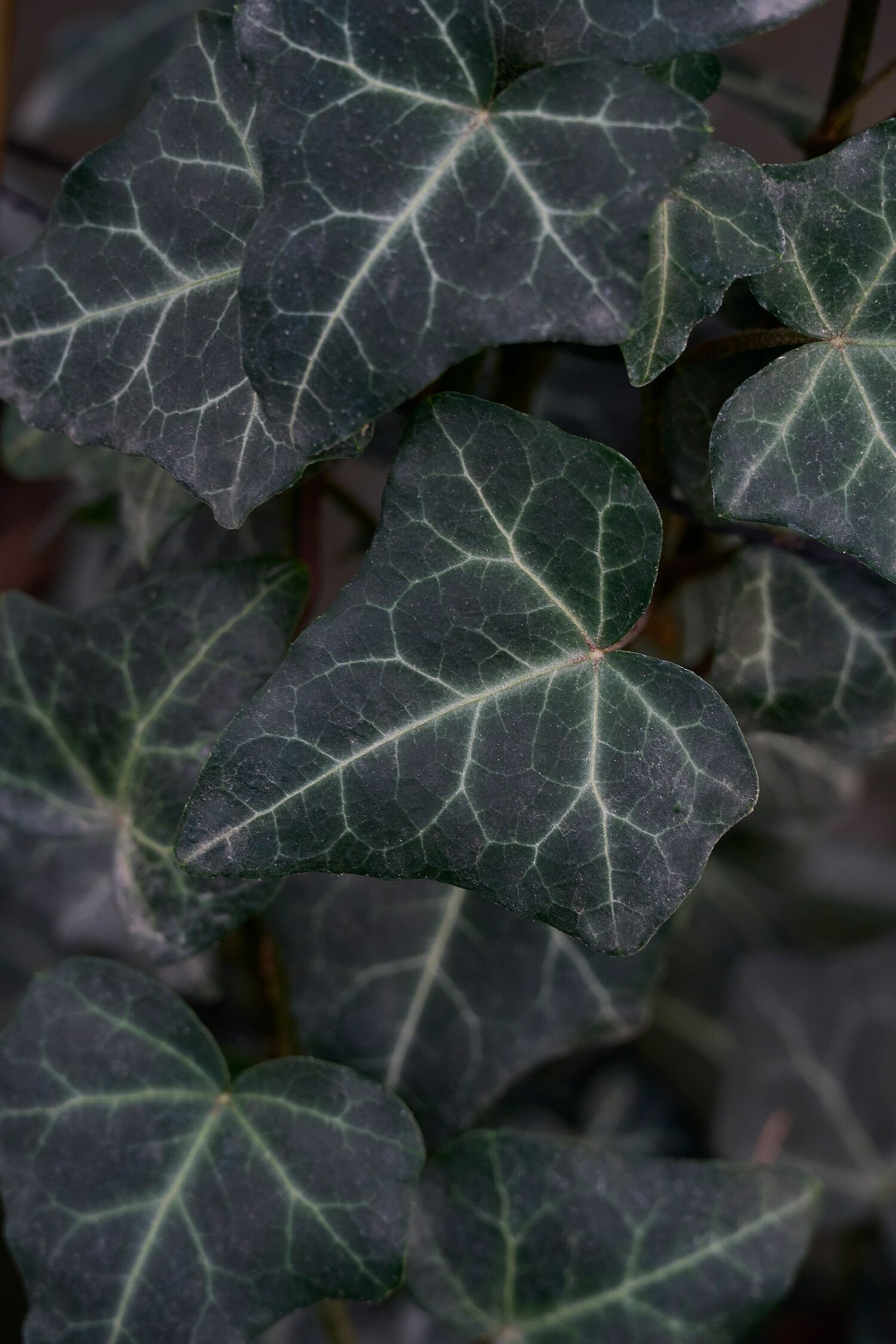 Thorndale English Ivy, Hedera helix 'Thorndale', Monrovia Plant, image size:1500x2250