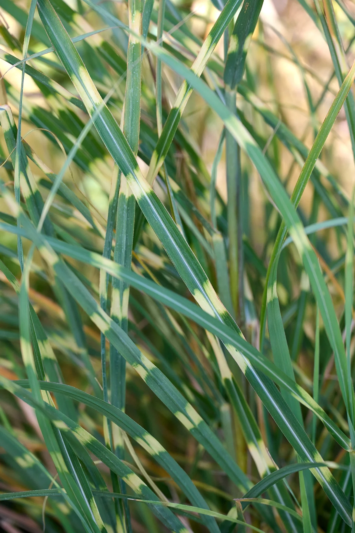 © Monrovia by Brandon Friend-Solis
