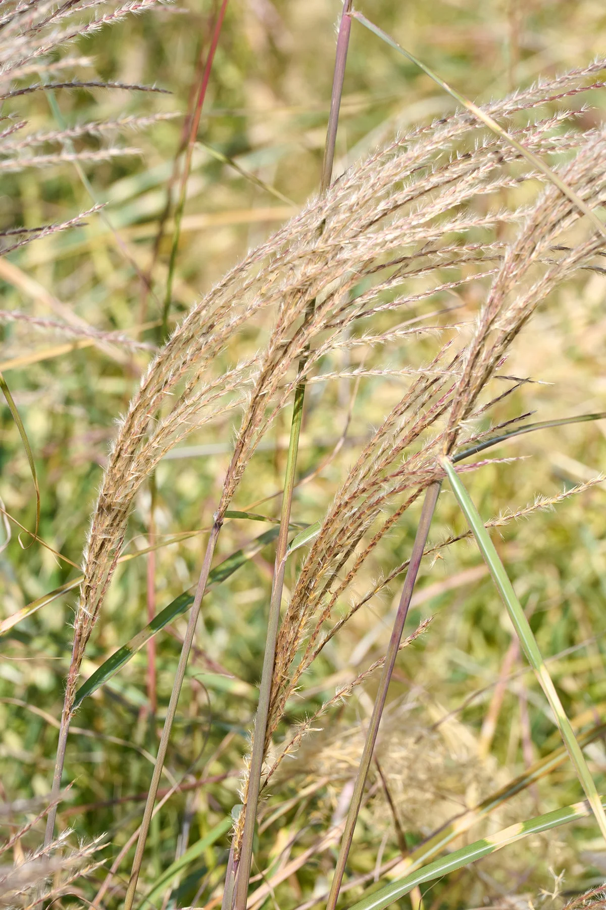 © Monrovia by Brandon Friend-Solis
