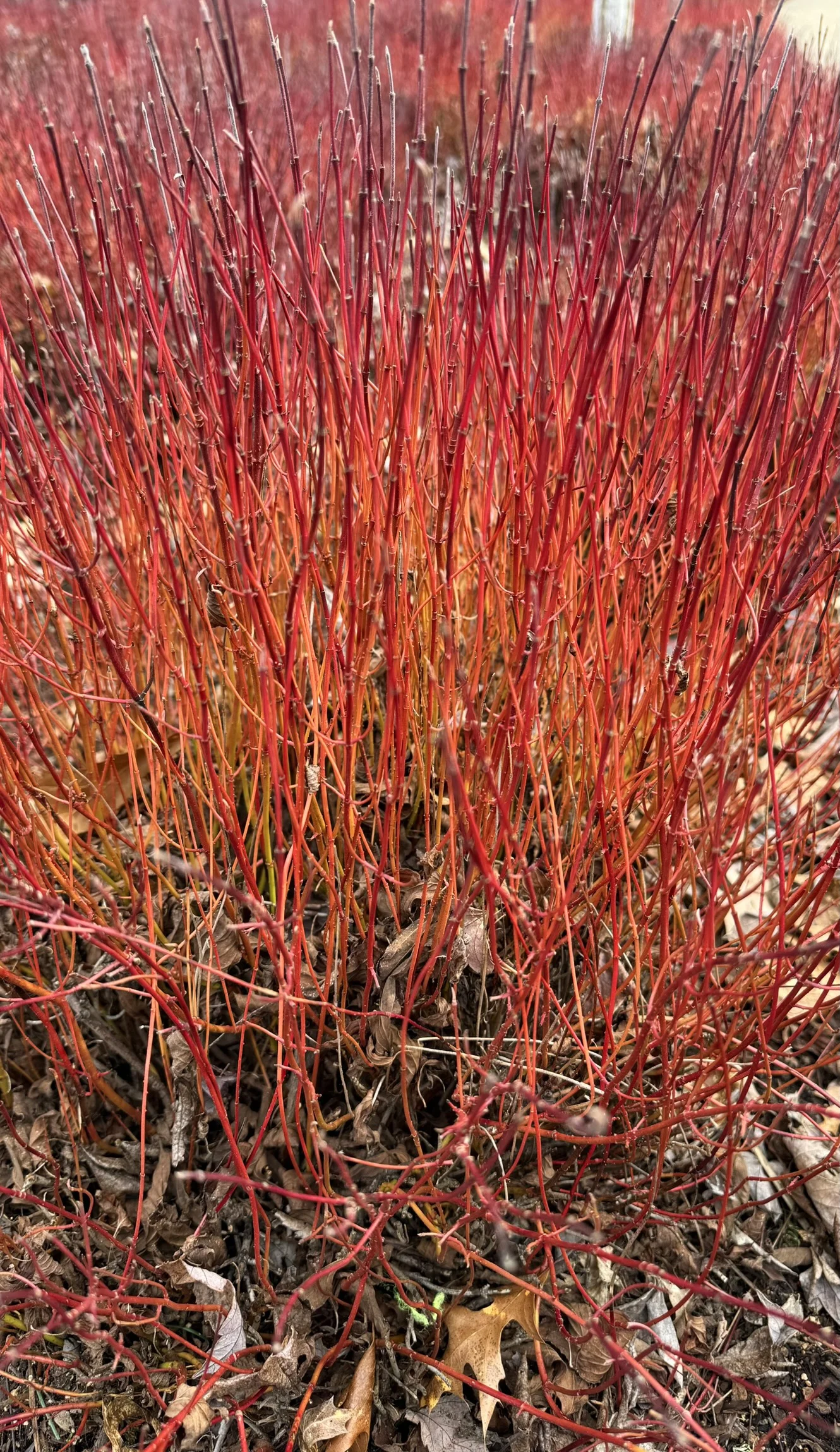 © MNC by Megan McConnell 