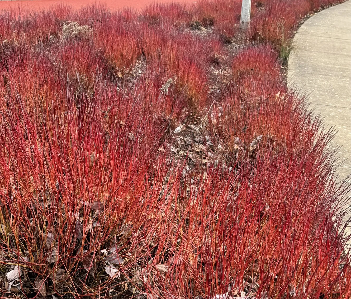 © MNC by Megan McConnell 