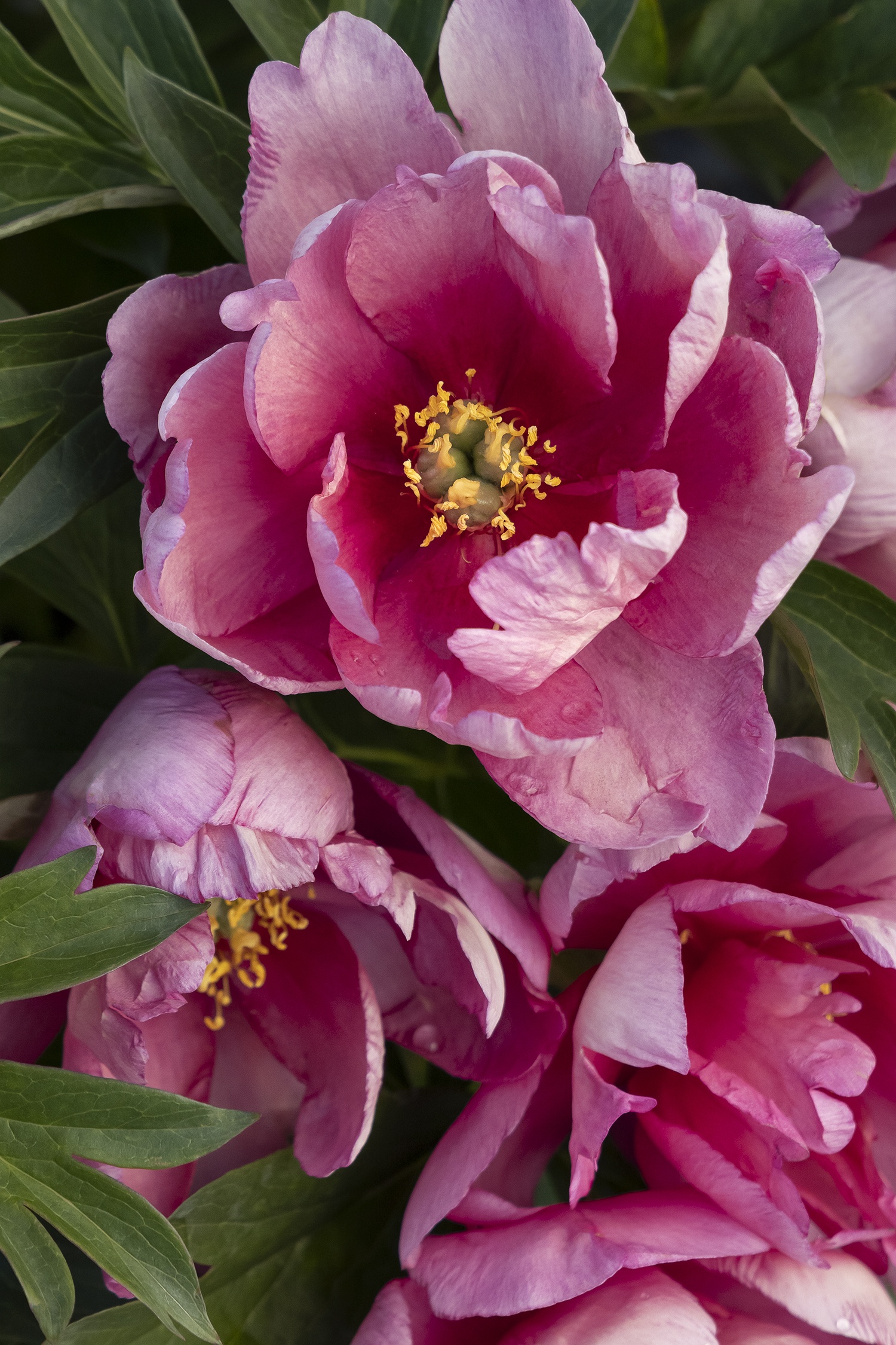 Keiko™ (Adored) Itoh Peony, Monrovia Plant