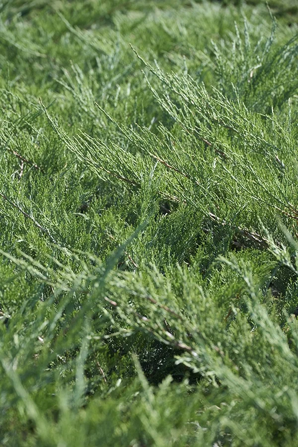 ©Monrovia, by Brandon Friend-Solis