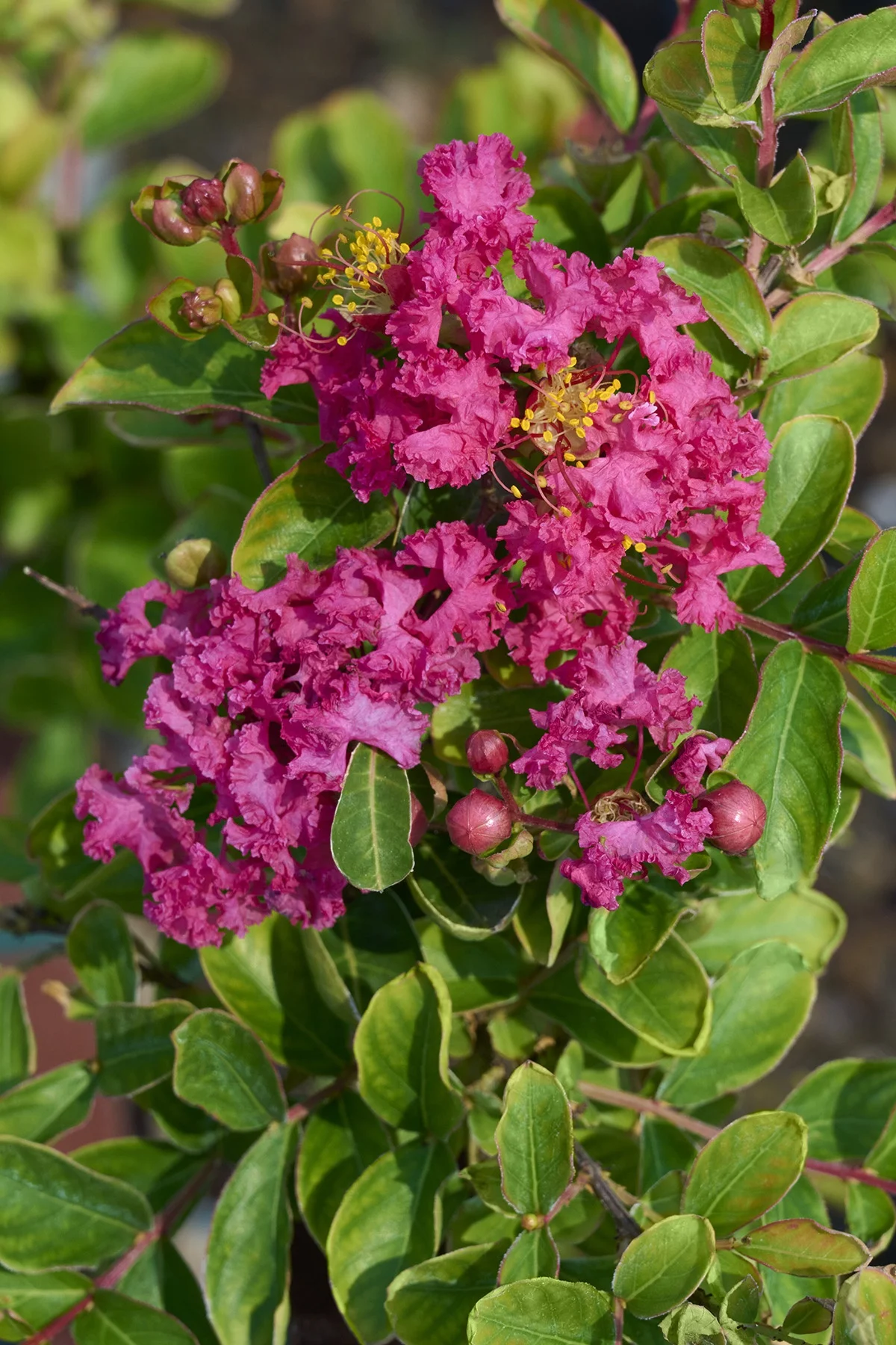 © Monrovia by Brandon Friend-Solis
