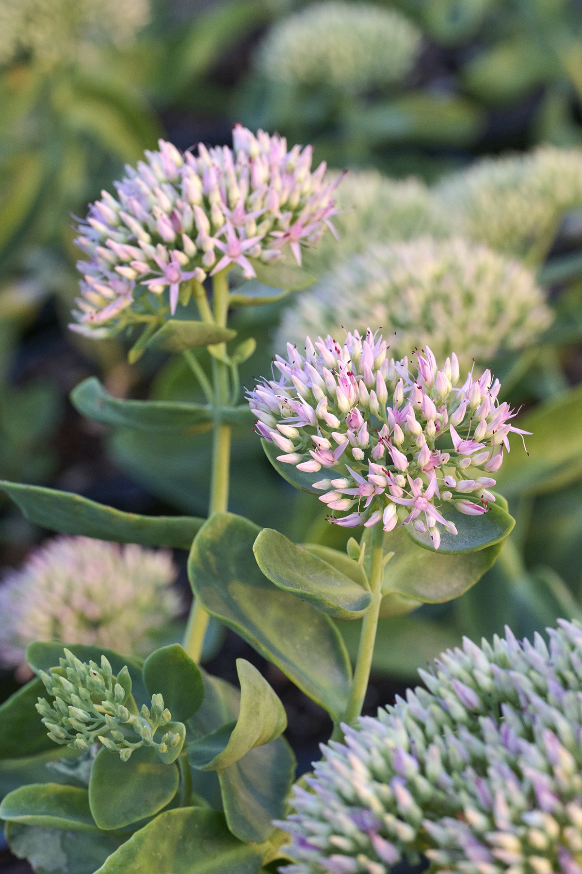 Evolution™ Pink Prism Sedum, Sedum spectabile 'Crystal Pink' PP