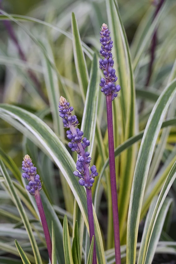 ©Monrovia, by Brandon Friend-Solis