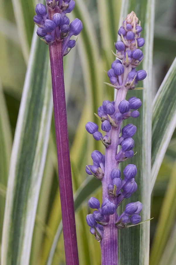 ©Monrovia, by Brandon Friend-Solis