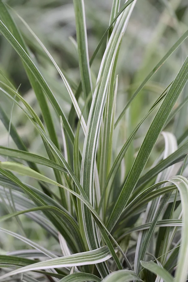 ©Monrovia, by Brandon Friend-Solis