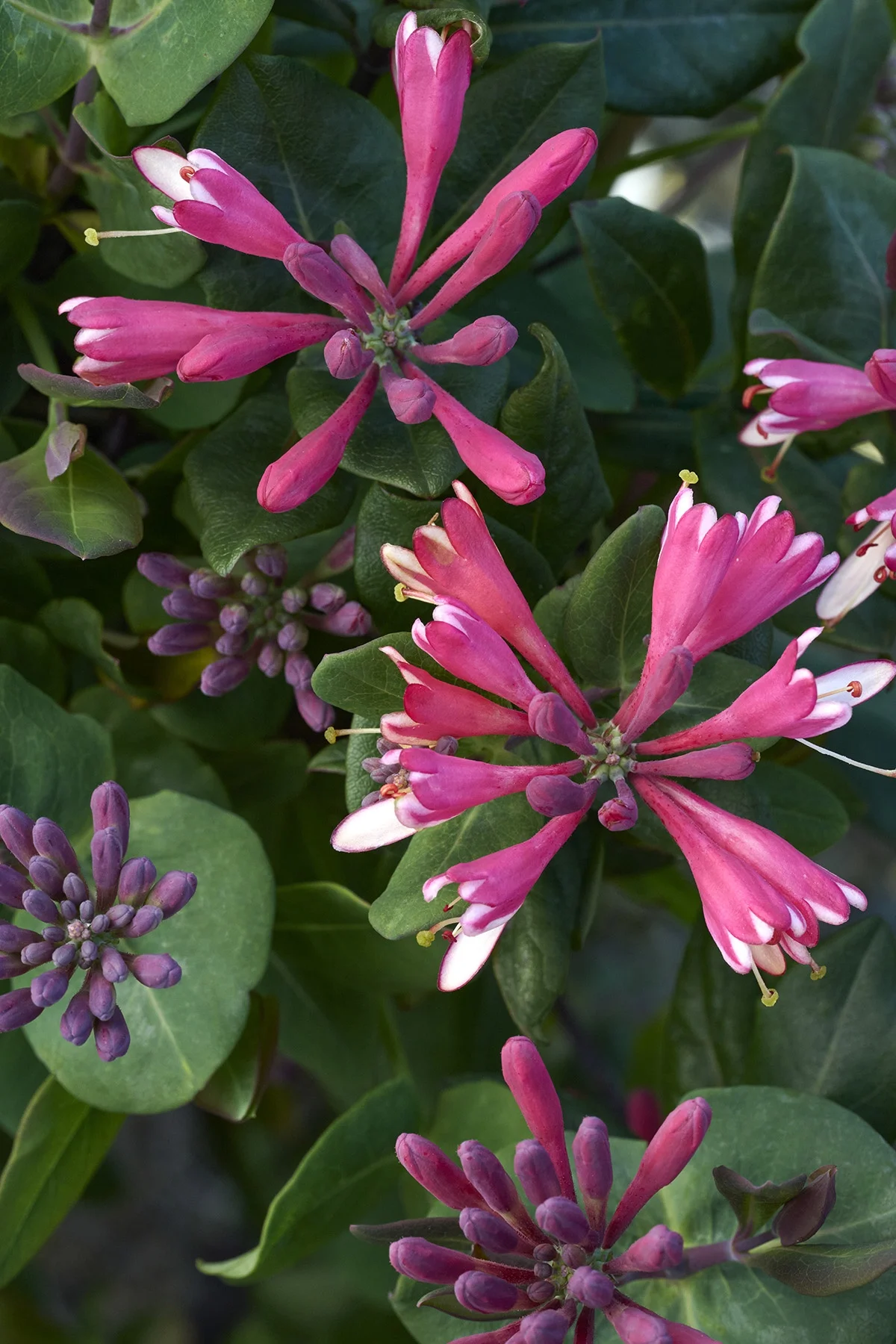 © Monrovia by Brandon Friend-Solis