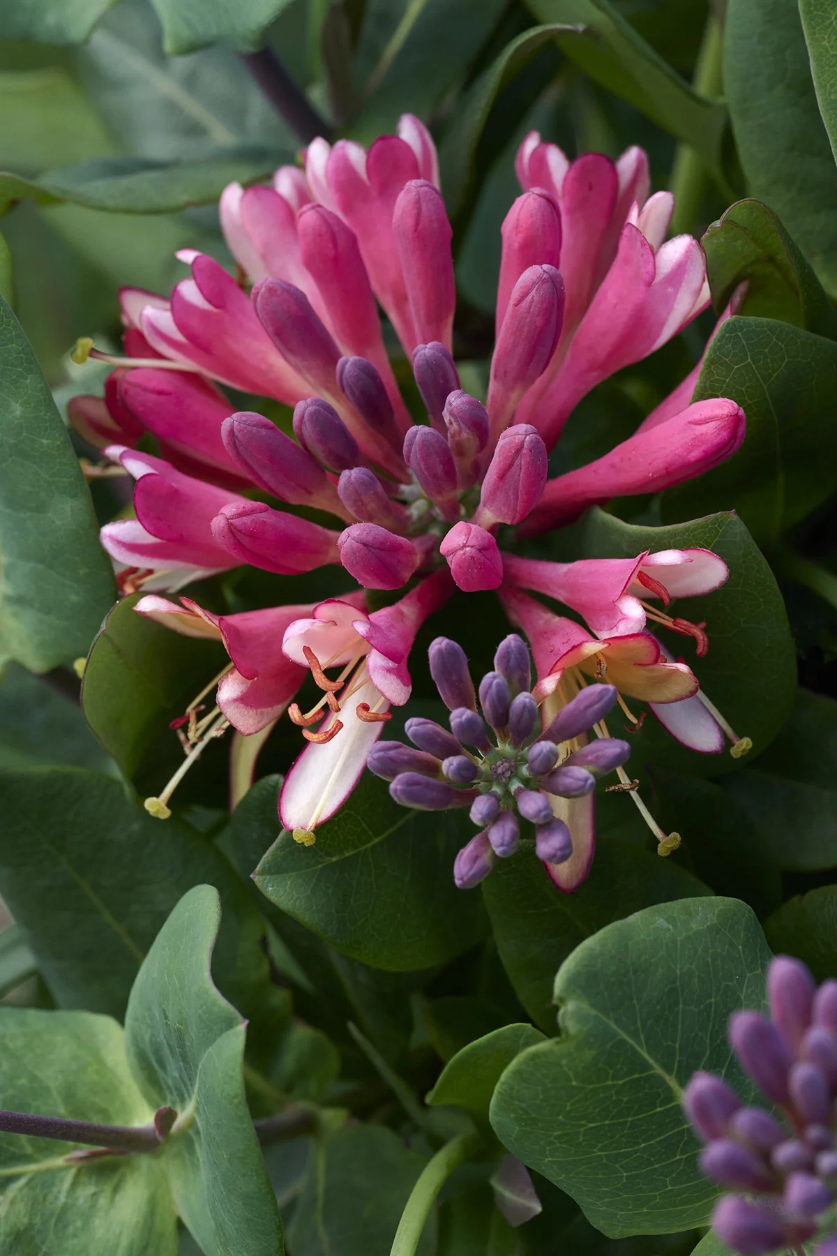 © Monrovia by Brandon Friend-Solis