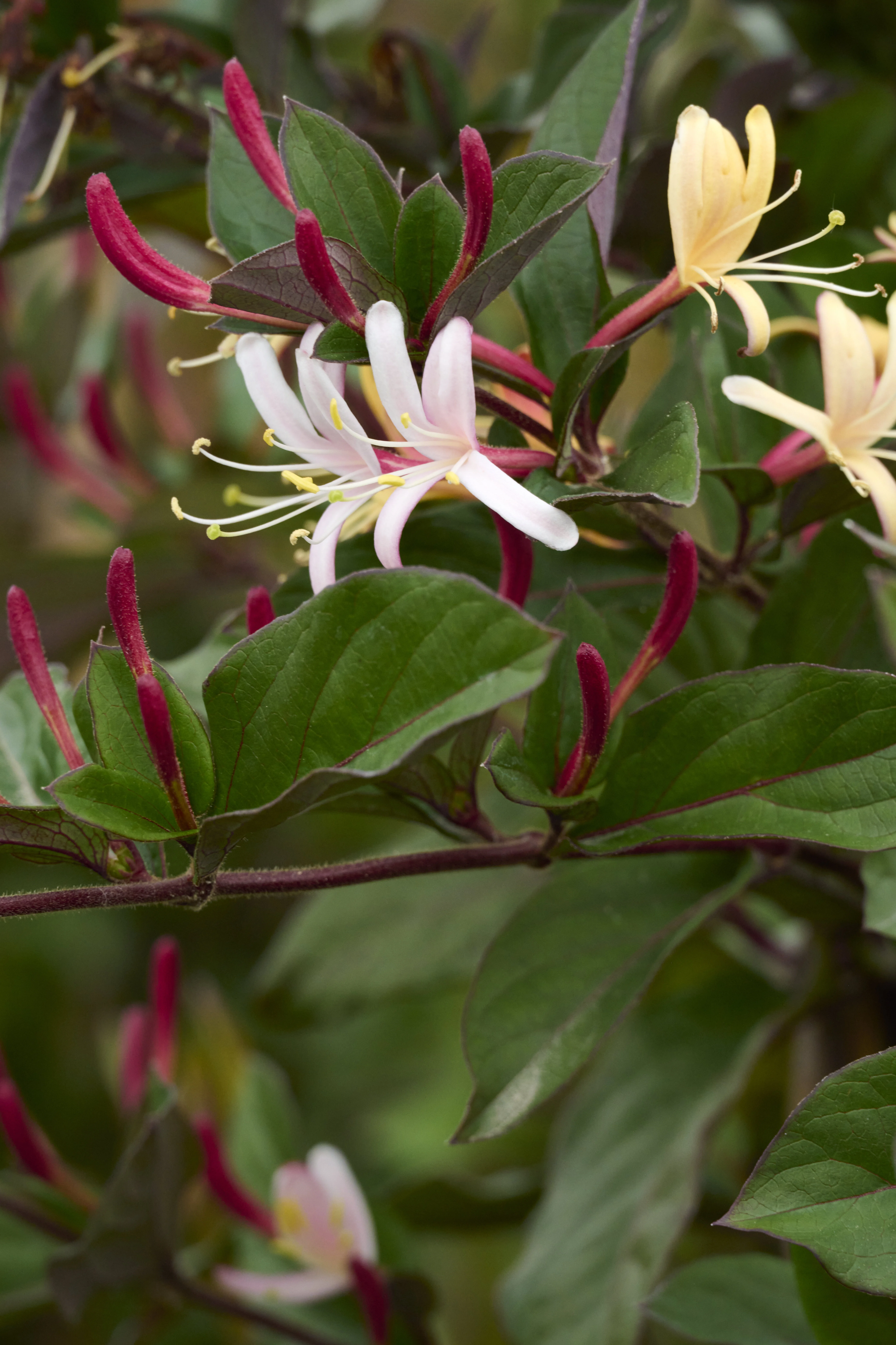 Purple-Leaf Japanese Honeysuckle, Lonicera japonica 'Purpurea'