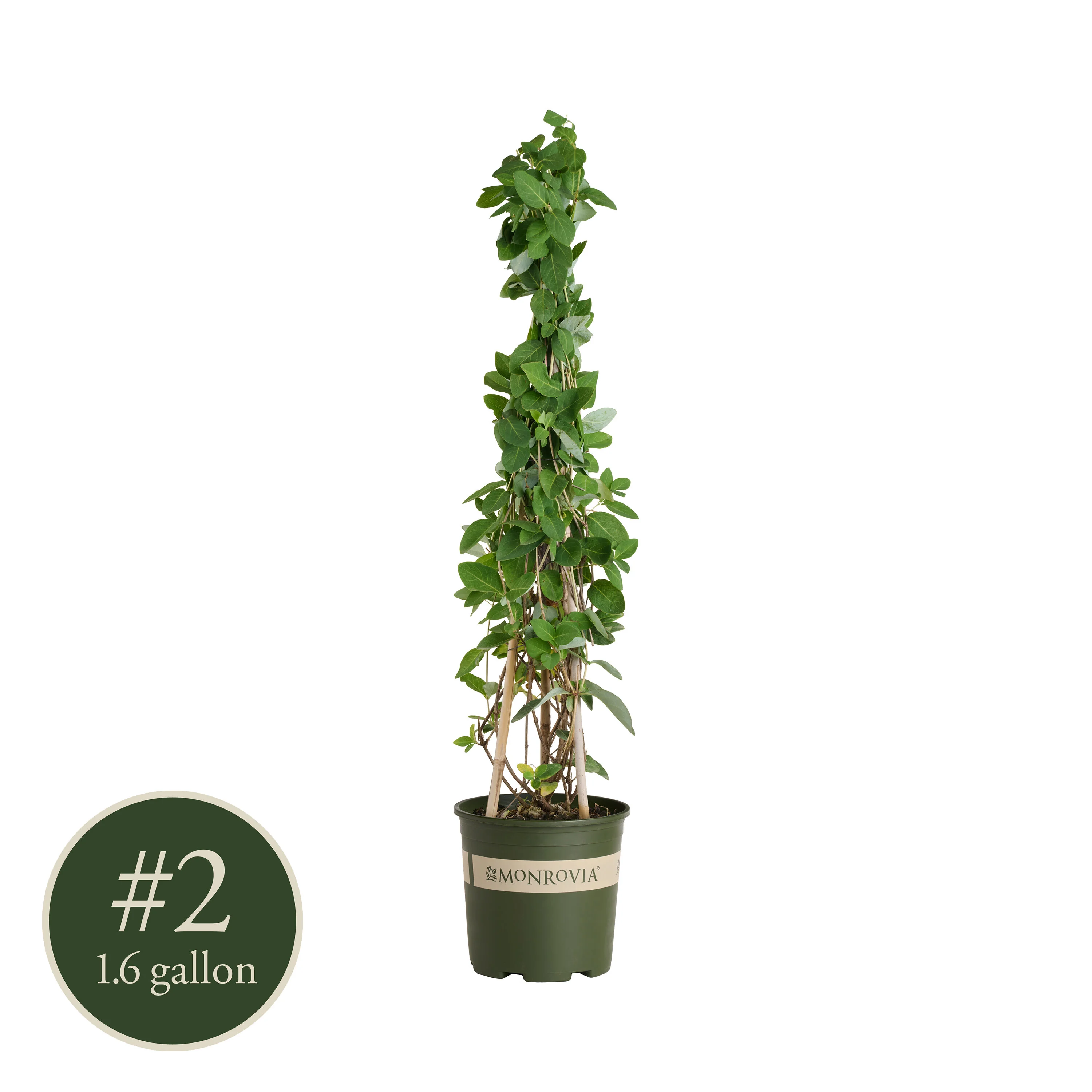 人文 lonicera Mandarin Honeysuckle, Lonicera x 'Mandarin', Monrovia Plant