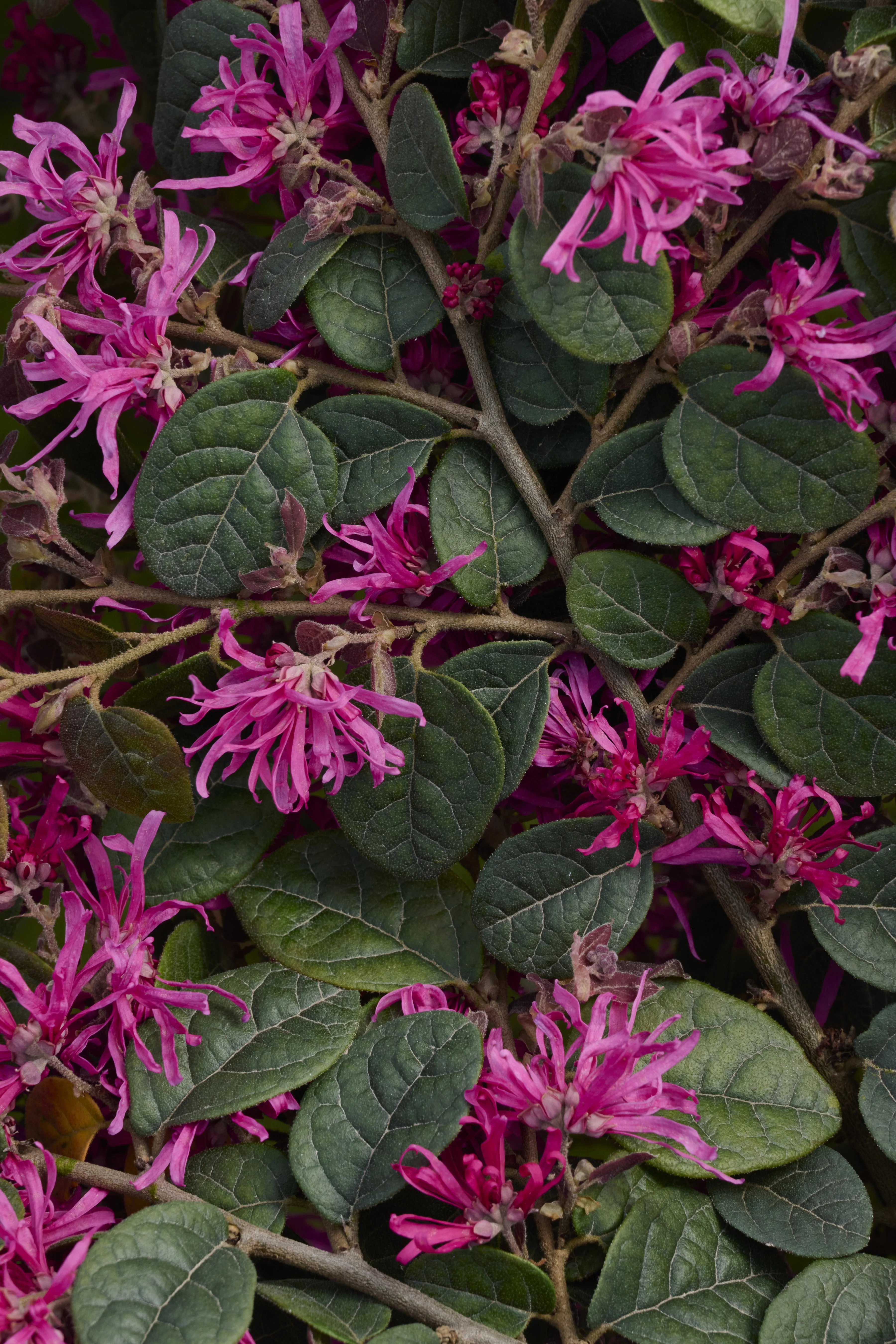 © Monrovia by Brandon Friend-Solis